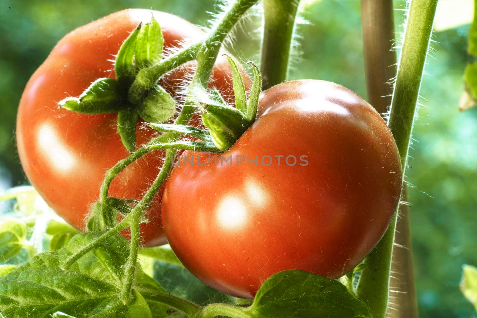 Two Tomatoes Growing on Plant, Home Gardening, Homegrown Ripe Red Tomatoes are on the Green Foliage Background, Hanging on the Vine of a Tomato Tree in the Garden Closeup, Cultivated in the Greenhouse