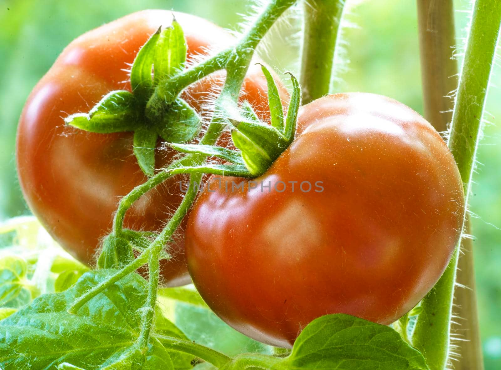 Two Tomatoes Growing on Plant, Home Gardening, Homegrown Ripe Red Tomatoes are on the Green Foliage Background, Hanging on the Vine of a Tomato Tree in the Garden Closeup, Cultivated in the Greenhouse