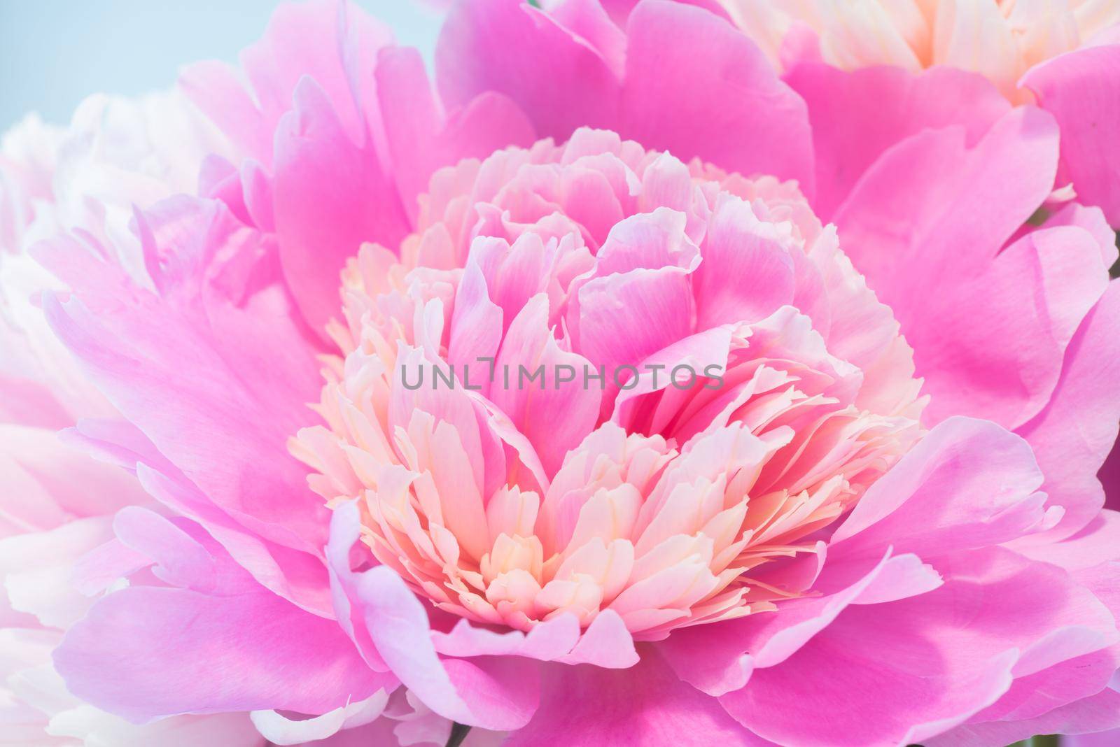 Soft Pink Peony Flower, Extreme Closeup, Abstract Spring Nature Background