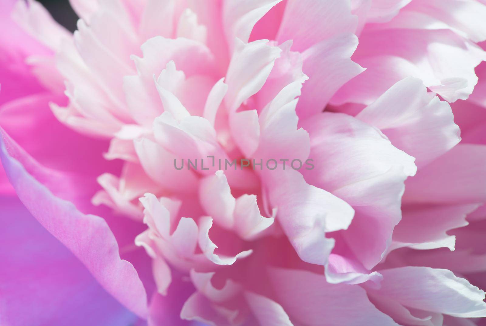 Soft Pink Peony Flower, Extreme Closeup, Abstract Spring Nature Background