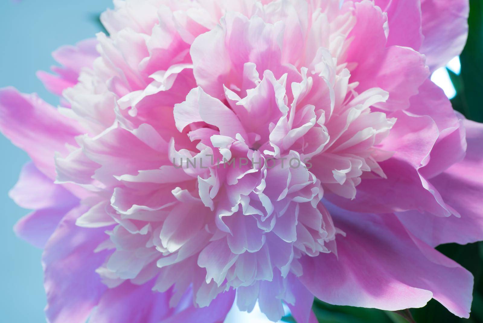 Abstract Macro Photo Of Pink Peony Flower With Shallow Depth Of Field. Natural Background