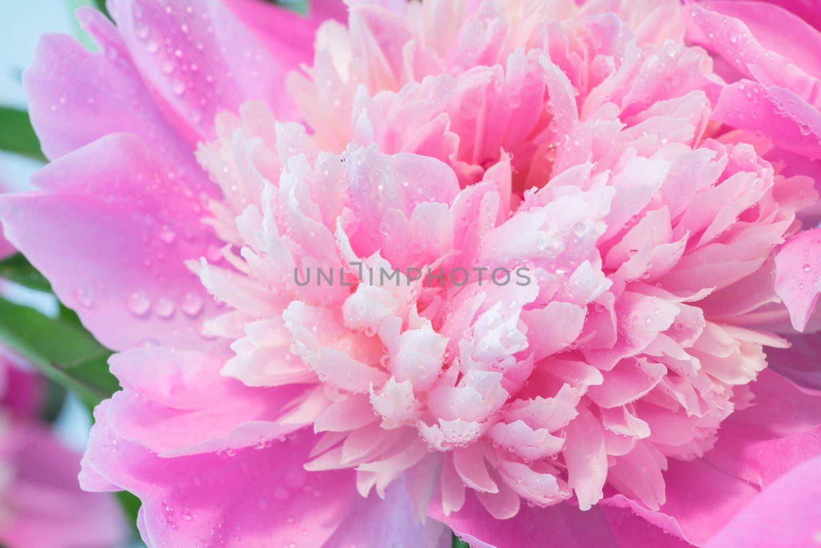 Abstract Macro Photo Of Pink Peony Flower With Shallow Depth Of Field. Natural Background