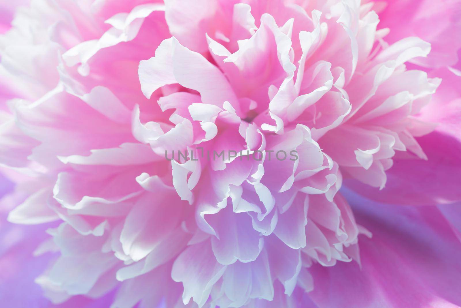 Soft Pink Peony Flower, Extreme Closeup, Abstract Spring Nature Background