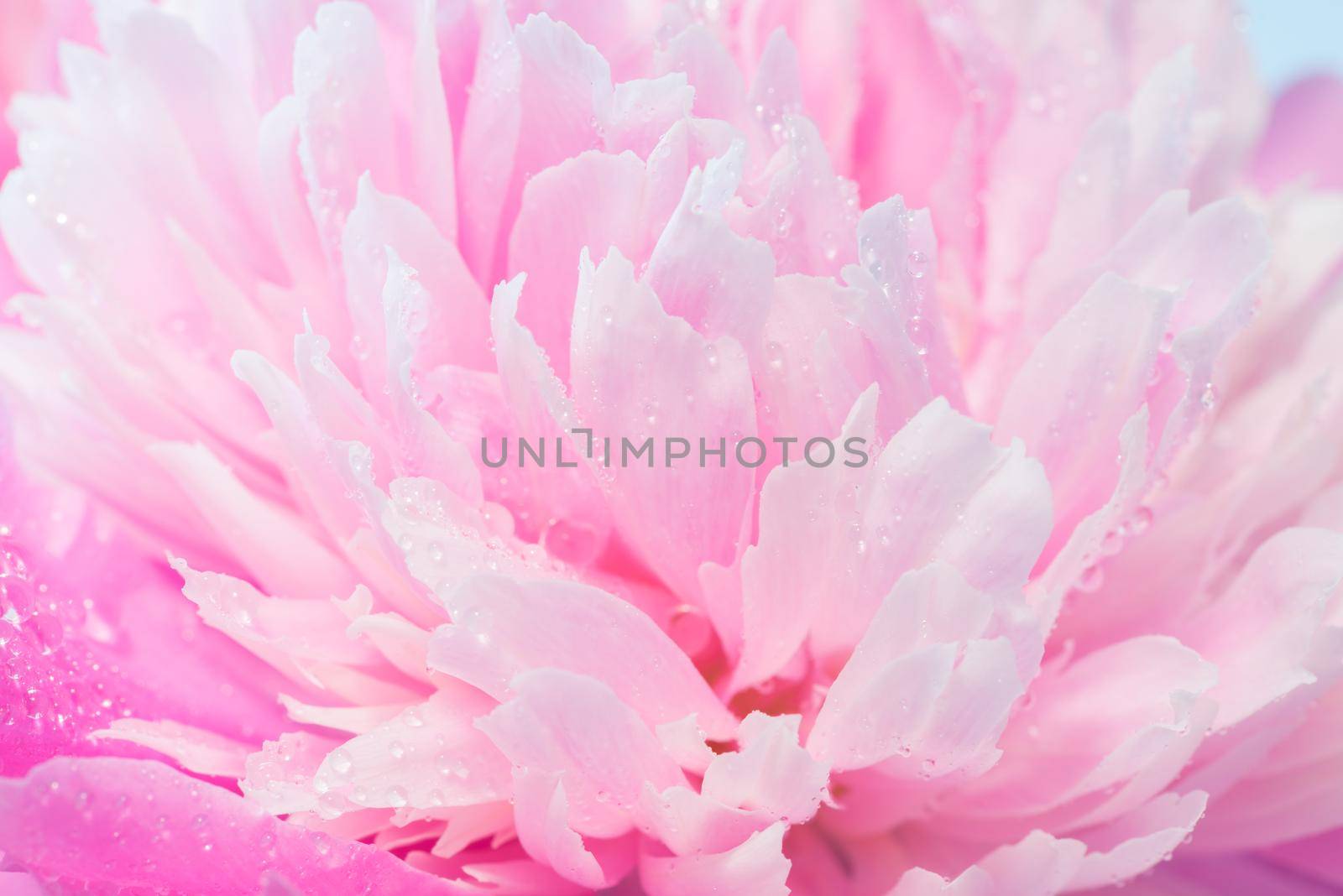 Abstract Macro Photo Of Pink Peony Flower With Shallow Depth Of Field. Natural Background