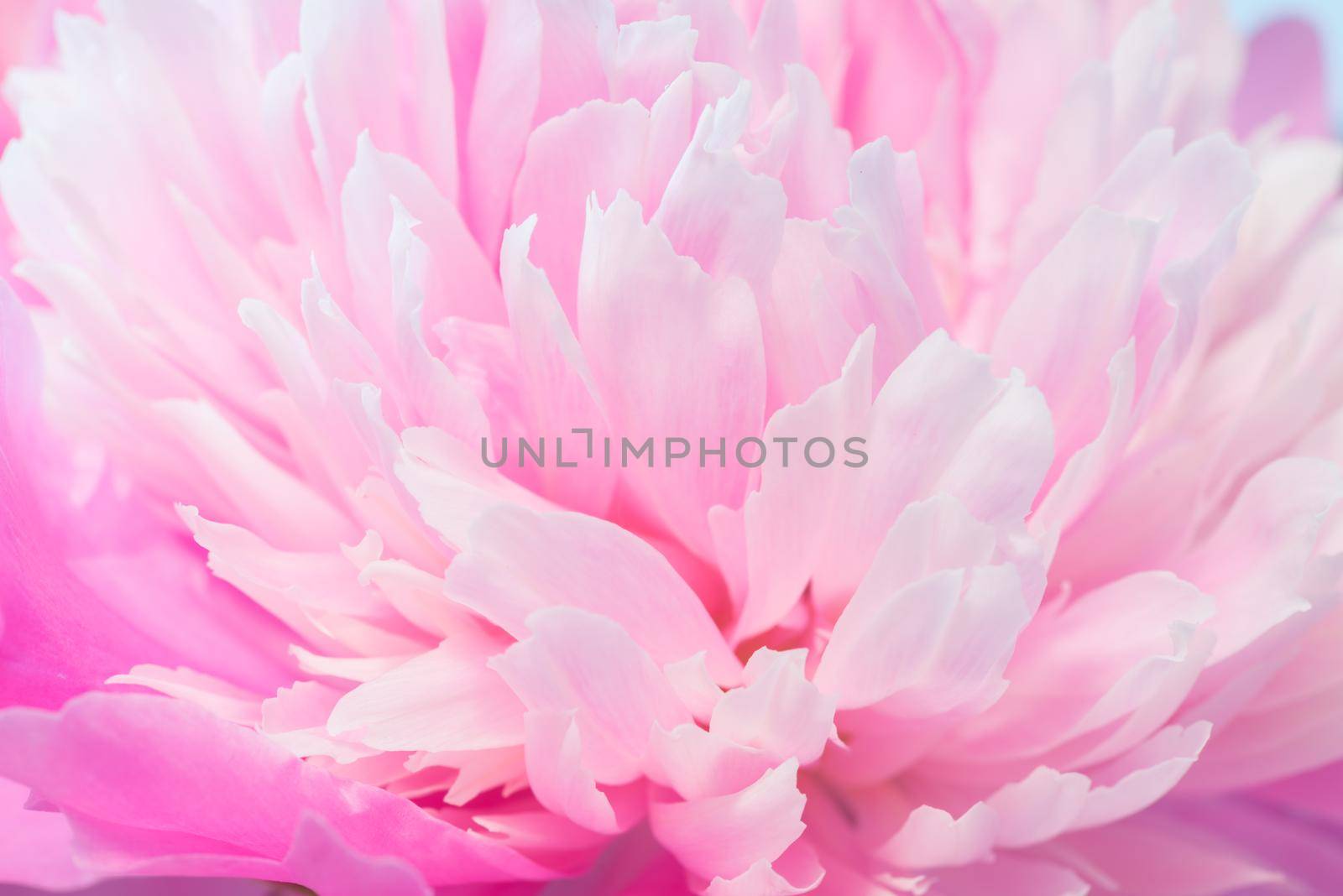 Abstract Macro Photo Of Pink Peony Flower With Shallow Depth Of Field. Natural Background