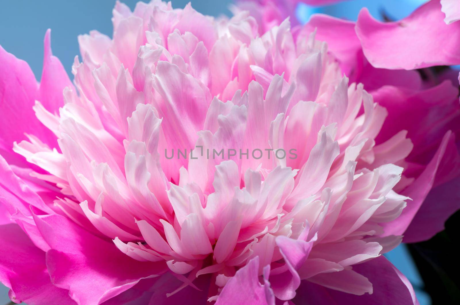 Soft Pink Peony Flower, Extreme Closeup, Abstract Spring Nature Background