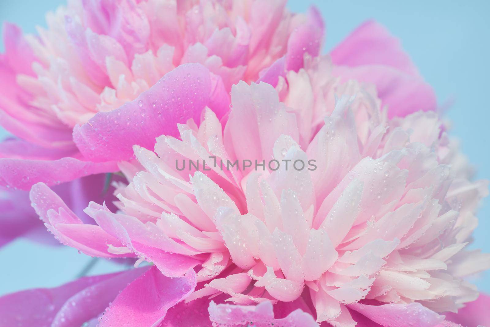 Soft Pink Peony Flower, Extreme Closeup, Abstract Spring Nature Background