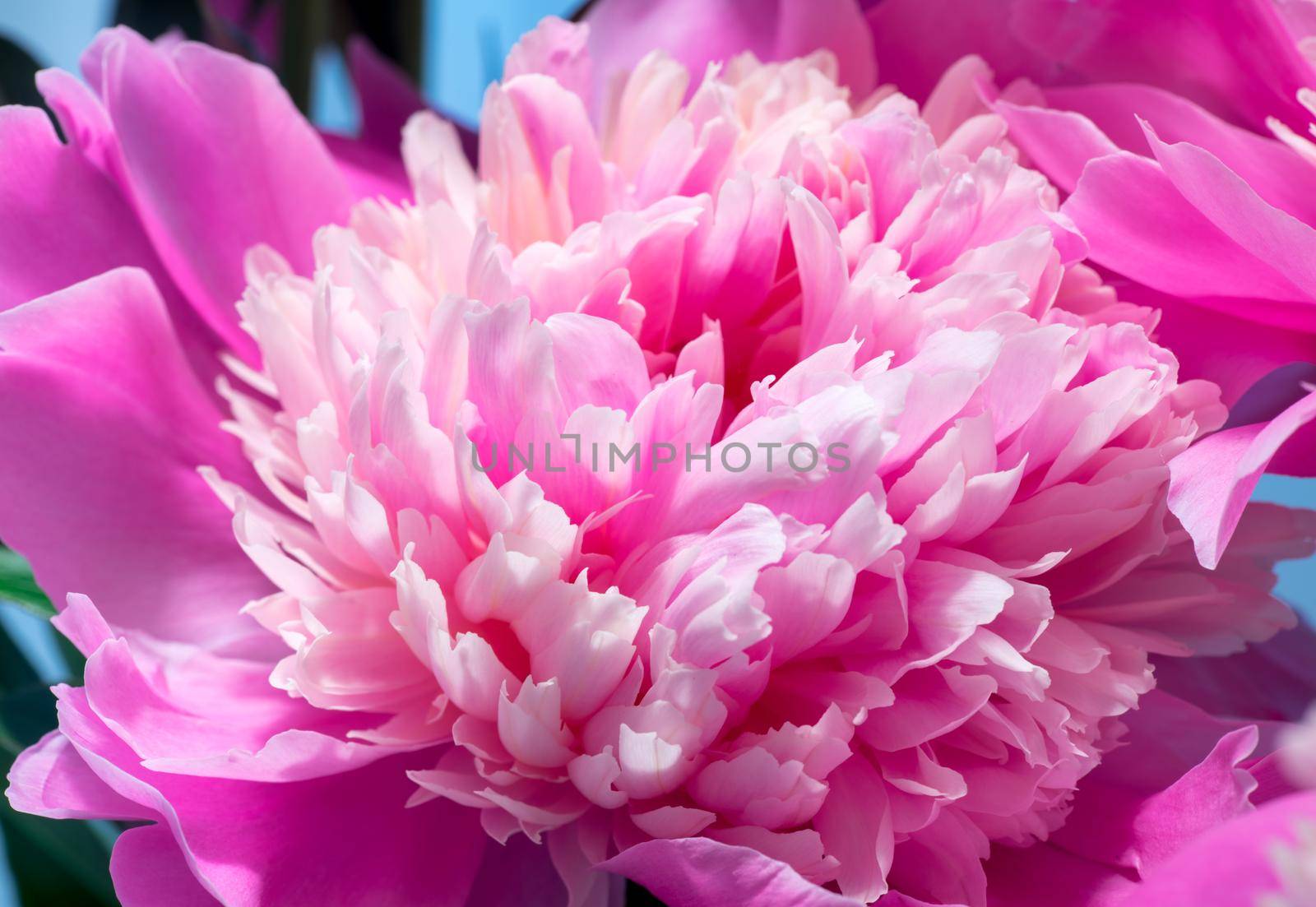 Abstract Macro Photo Of Pink Peony Flower With Shallow Depth Of Field. Natural Background