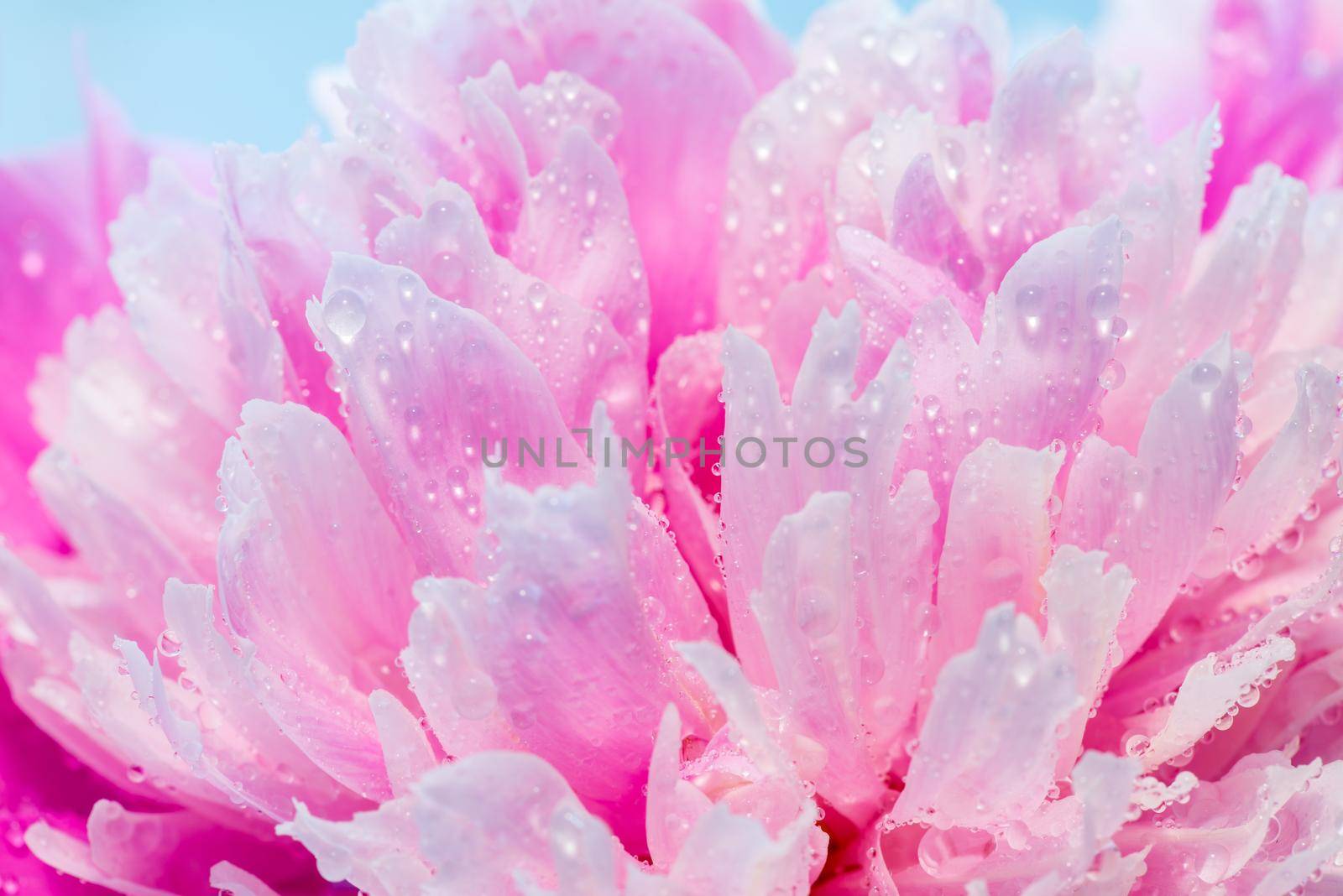 Soft Pink Peony Flower, Extreme Closeup, Abstract Spring Nature Background