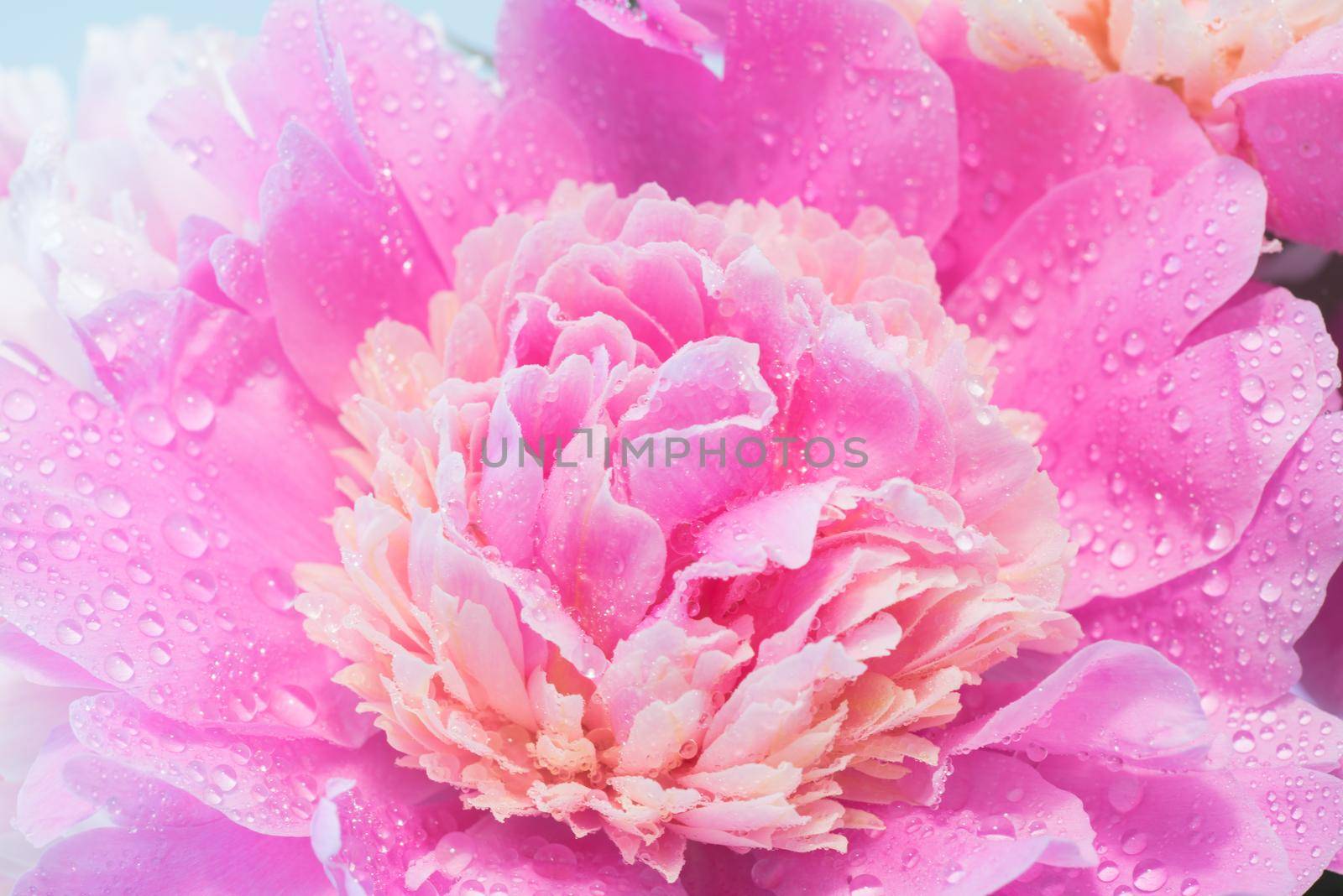 Soft Pink Peony Flower, Extreme Closeup, Abstract Spring Nature Background