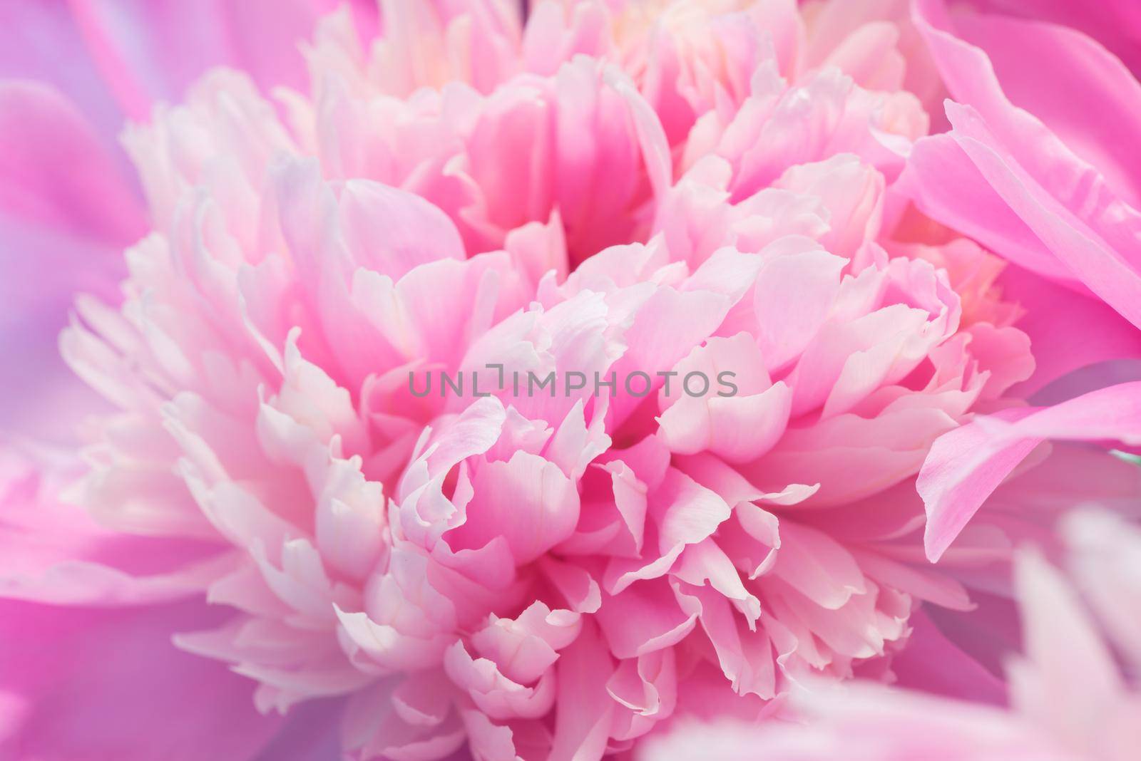 Soft Pink Peony Flower, Extreme Closeup, Abstract Spring Nature Background