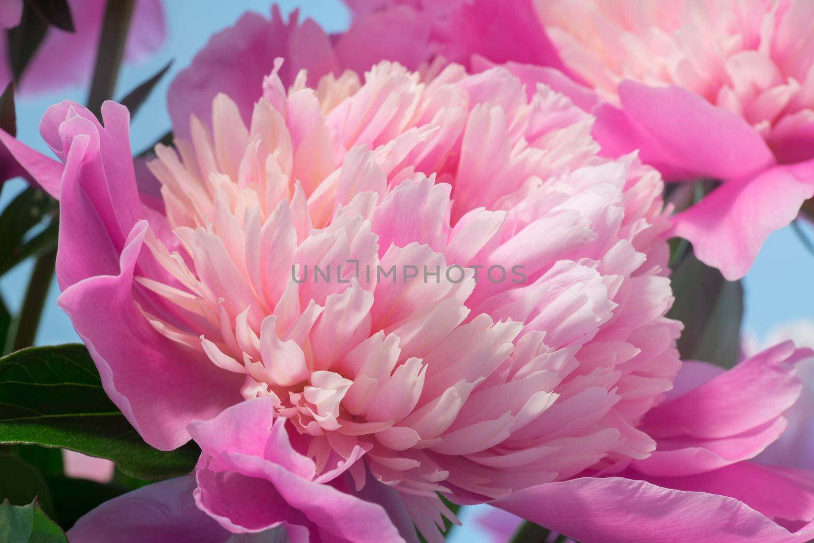 Soft Pink Peony Flower, Extreme Closeup, Abstract Spring Nature Background