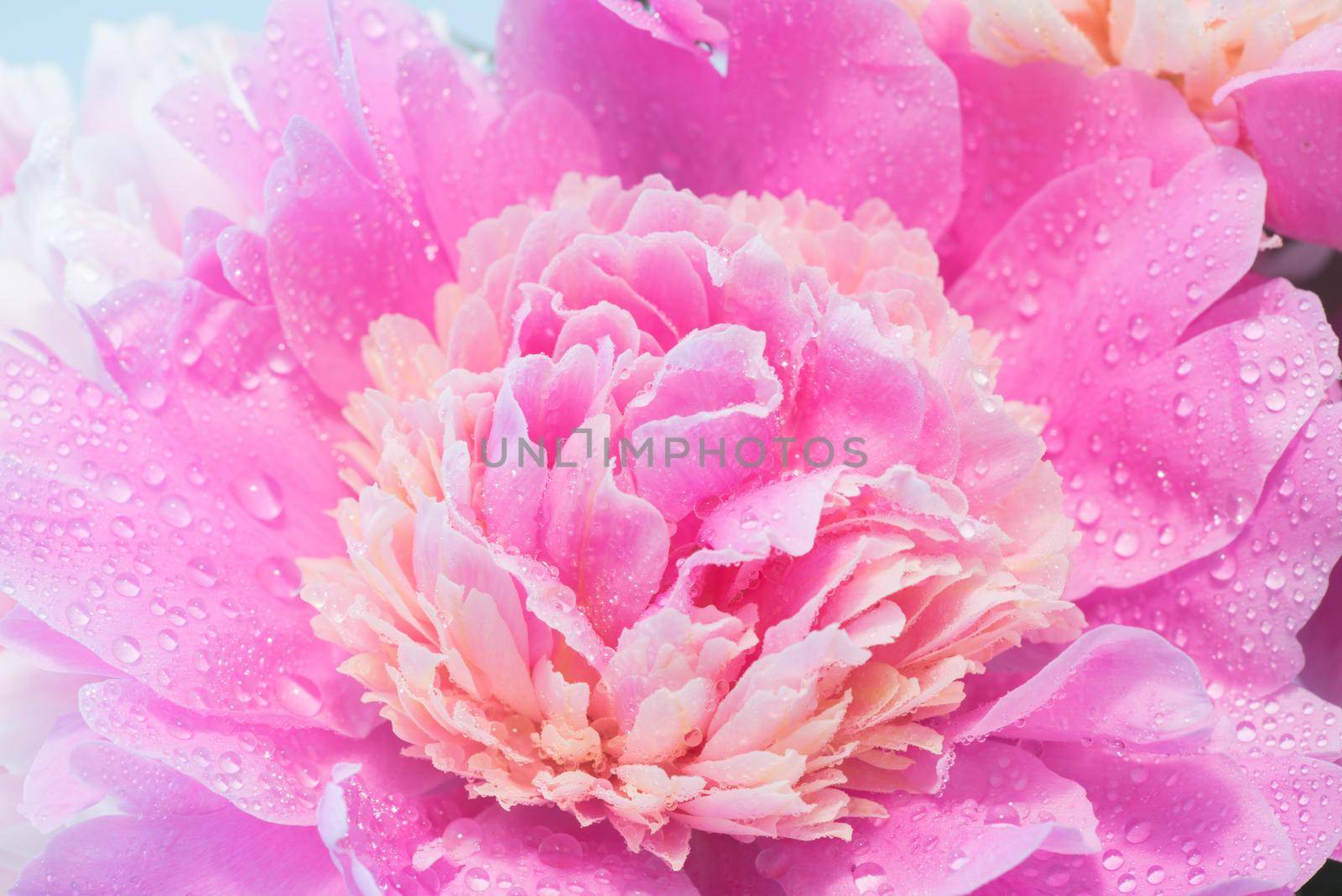 Abstract Macro Photo Of Pink Peony Flower With Shallow Depth Of Field. Natural Background