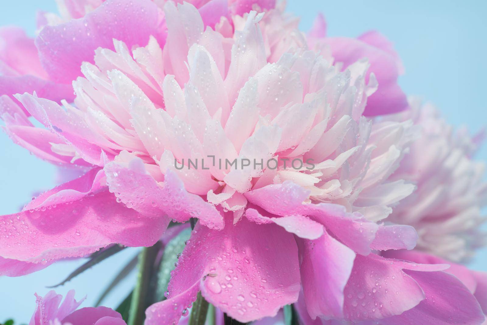 Soft Pink Peony Flower, Extreme Closeup, Abstract Spring Nature Background