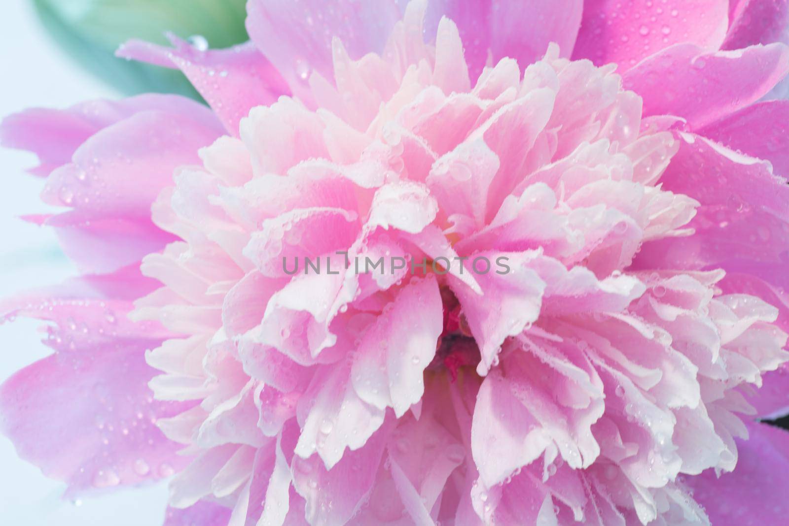 Soft Pink Peony Flower, Extreme Closeup, Abstract Spring Nature Background