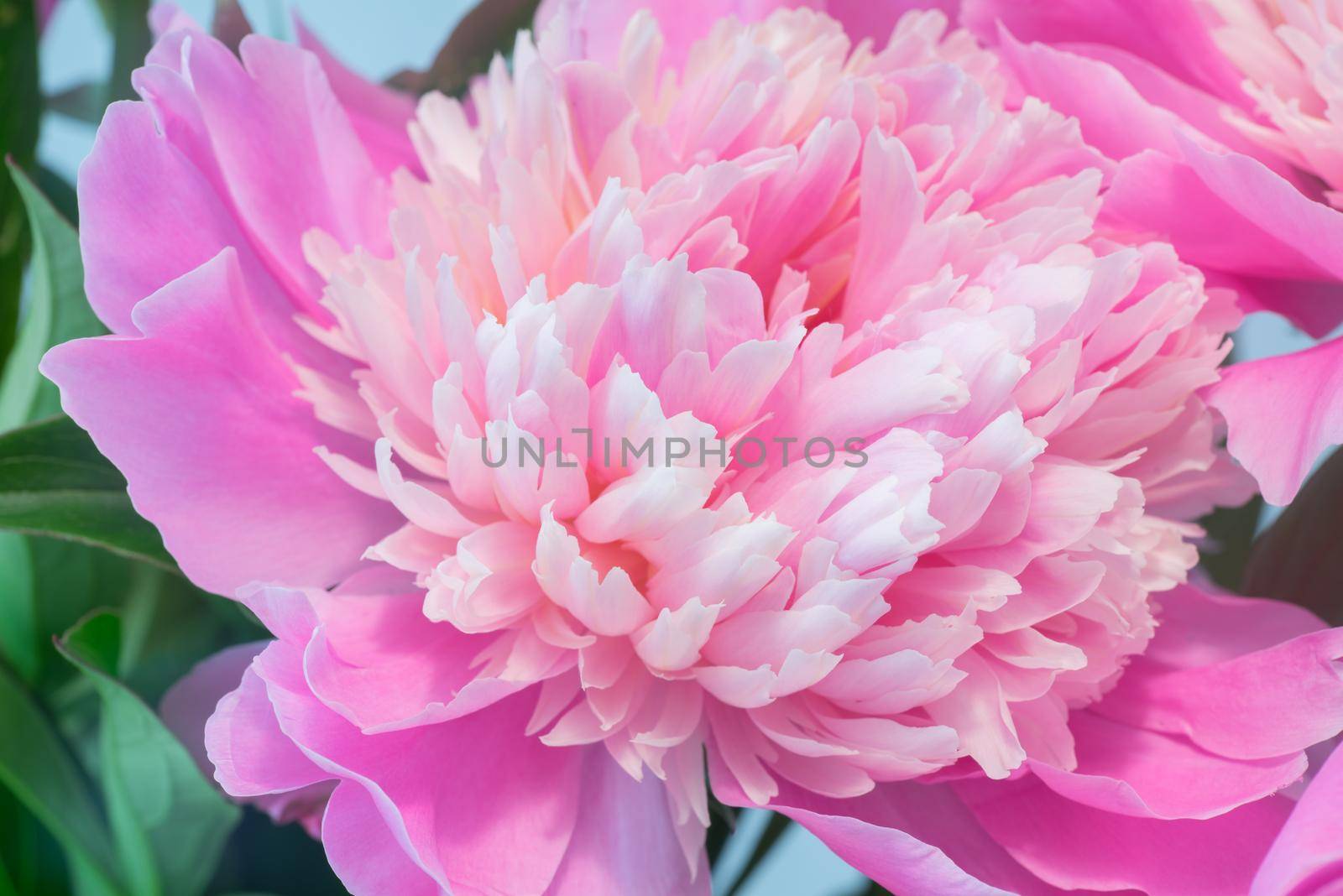 Abstract Macro Photo Of Pink Peony Flower With Shallow Depth Of Field. Natural Background