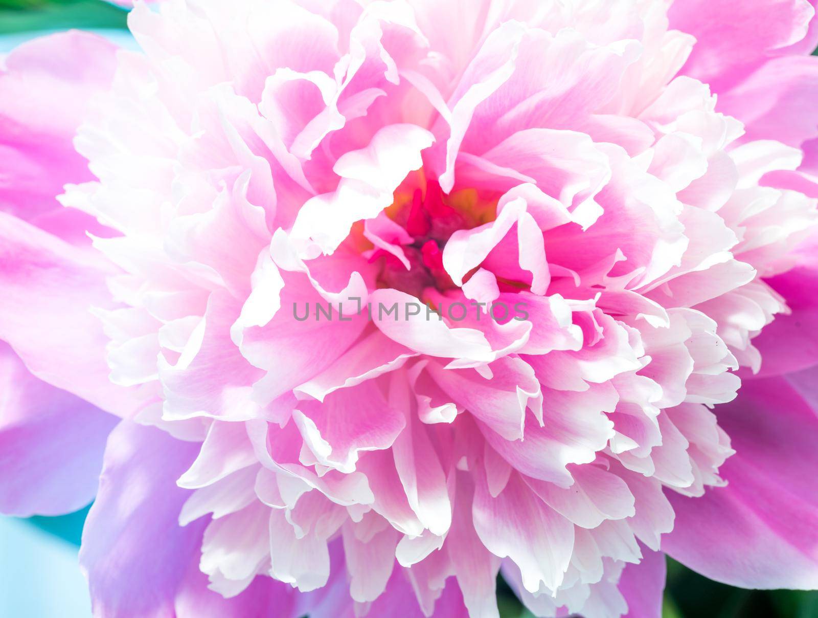 Soft Pink Peony Flower, Extreme Closeup, Abstract Spring Nature Background