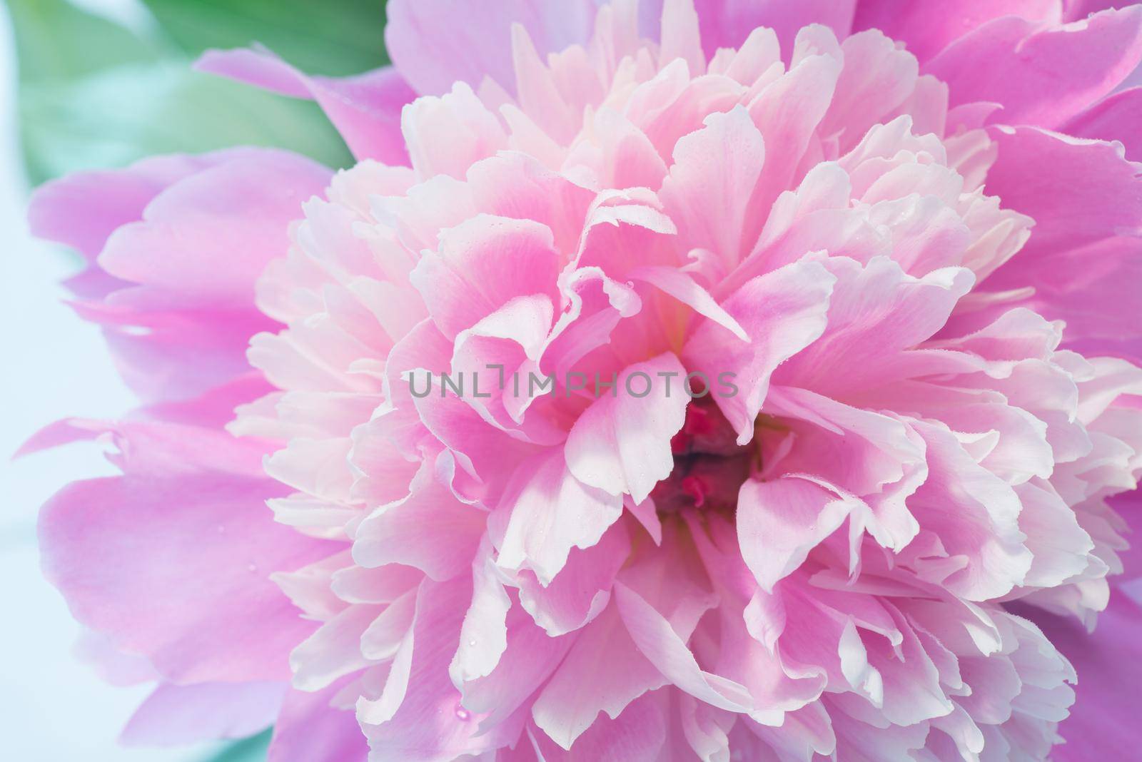 Soft Pink Peony Flower, Extreme Closeup, Abstract Spring Nature Background