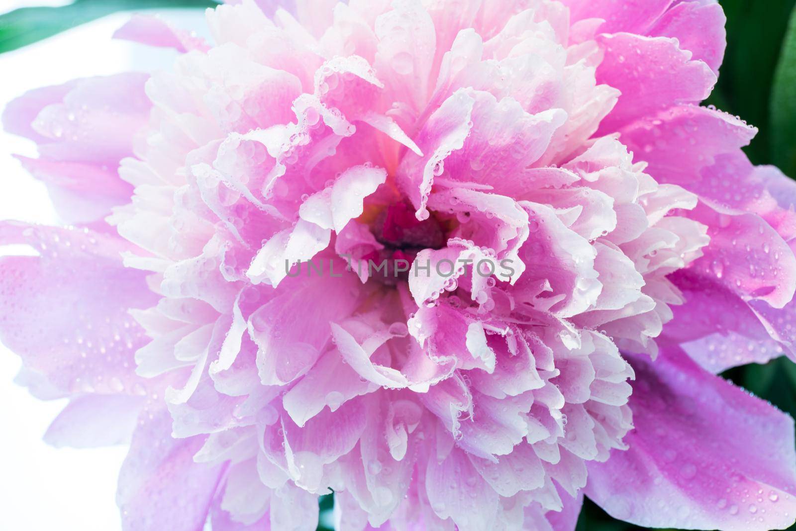 Abstract Macro Photo Of Pink Peony Flower With Shallow Depth Of Field. Natural Background