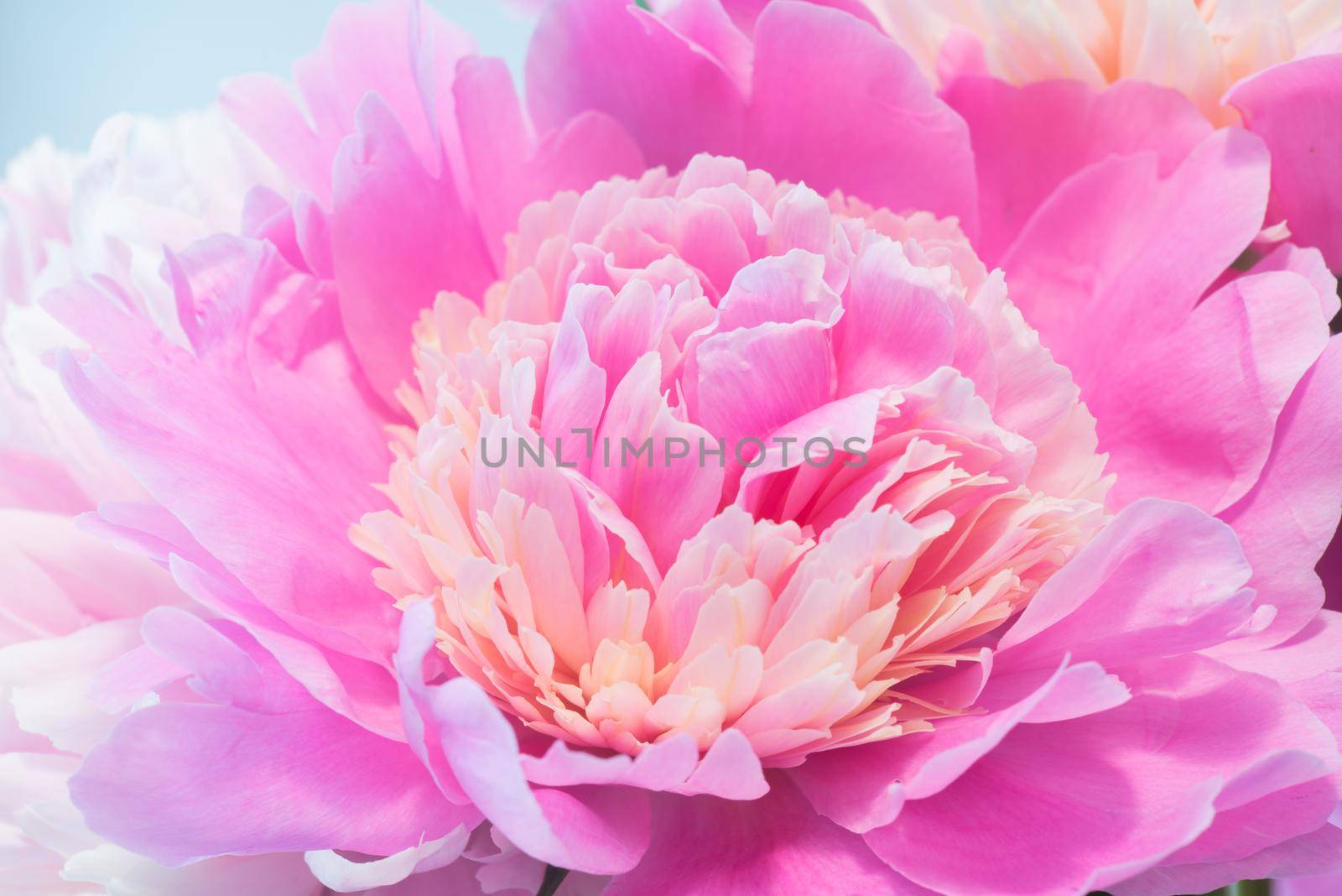 Abstract Macro Photo Of Pink Peony Flower With Shallow Depth Of Field. Natural Background