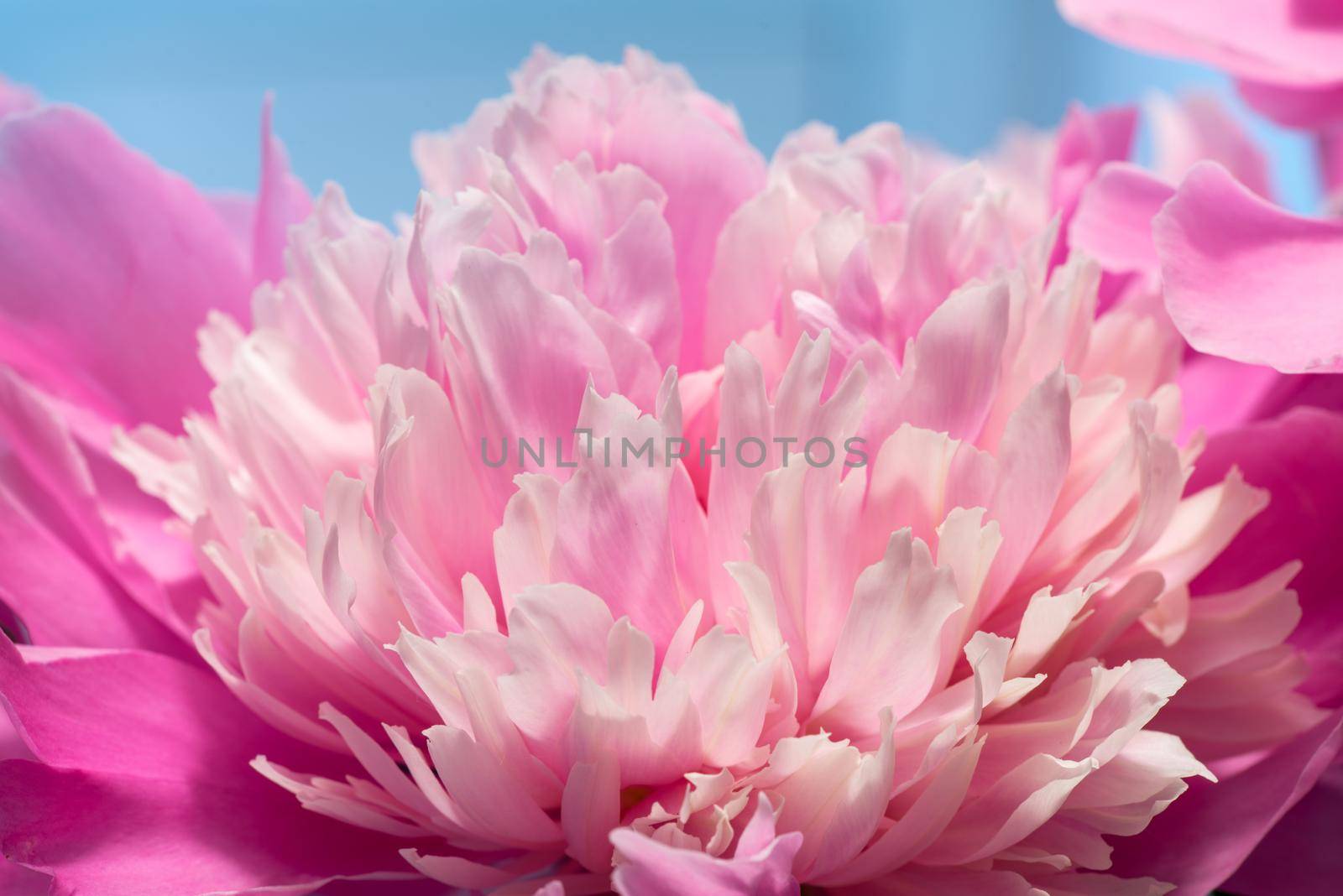 Soft Pink Peony Flower, Extreme Closeup, Abstract Spring Nature Background
