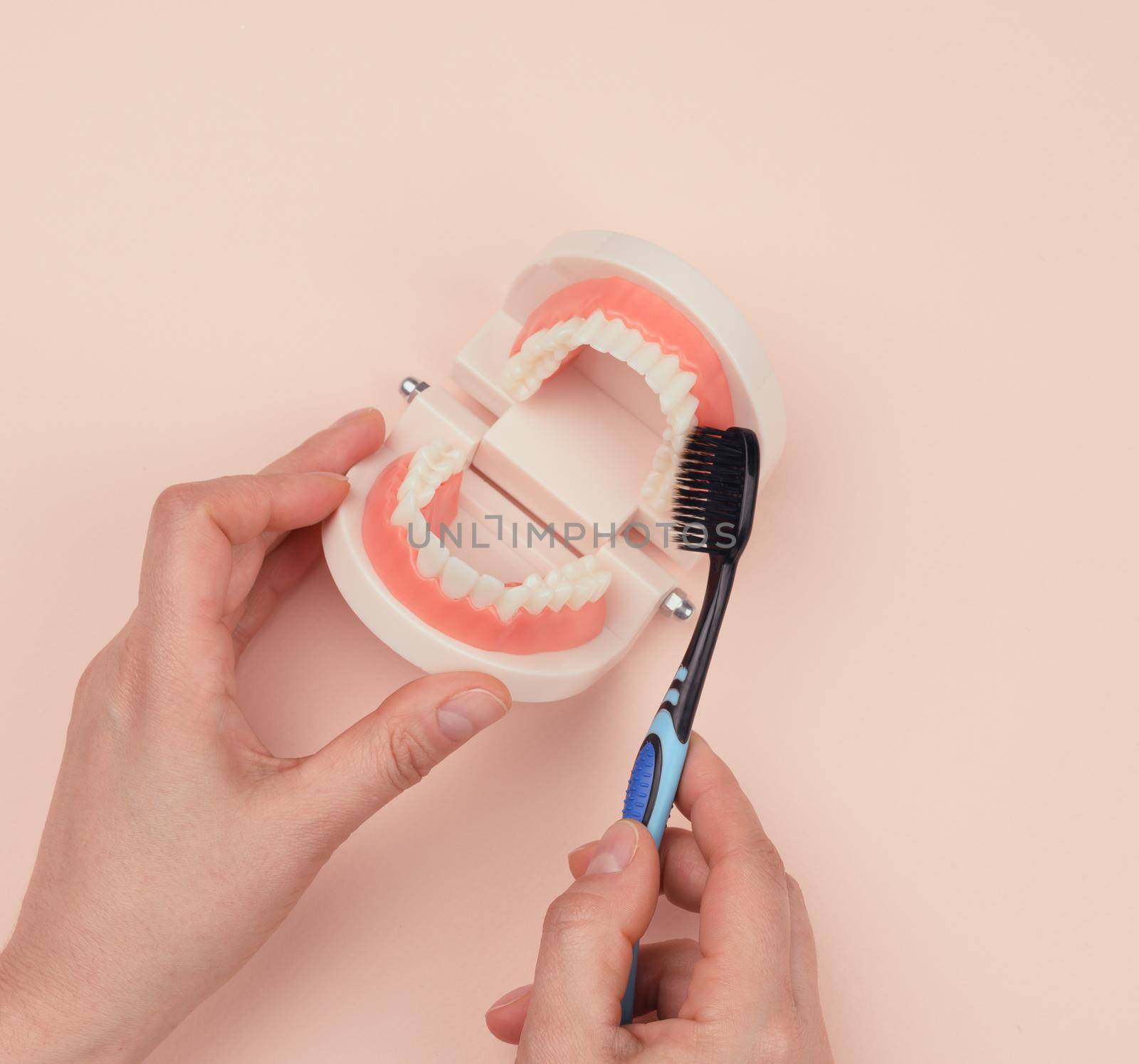 female hand holds plastic model of a human jaw with white teeth and wooden toothbrush on a beige background, oral hygiene