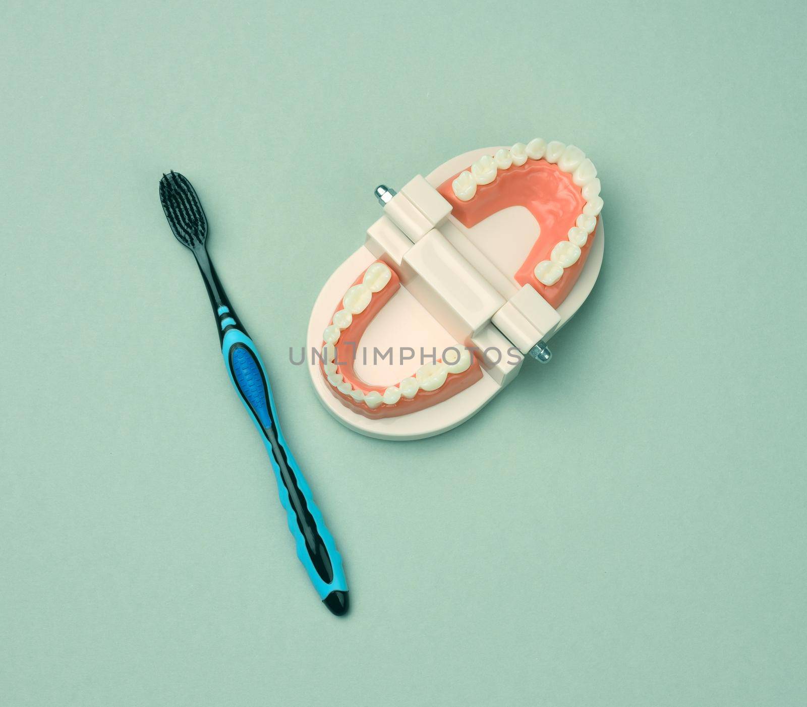plastic model of a human jaw with white teeth and toothbrush on a green background by ndanko