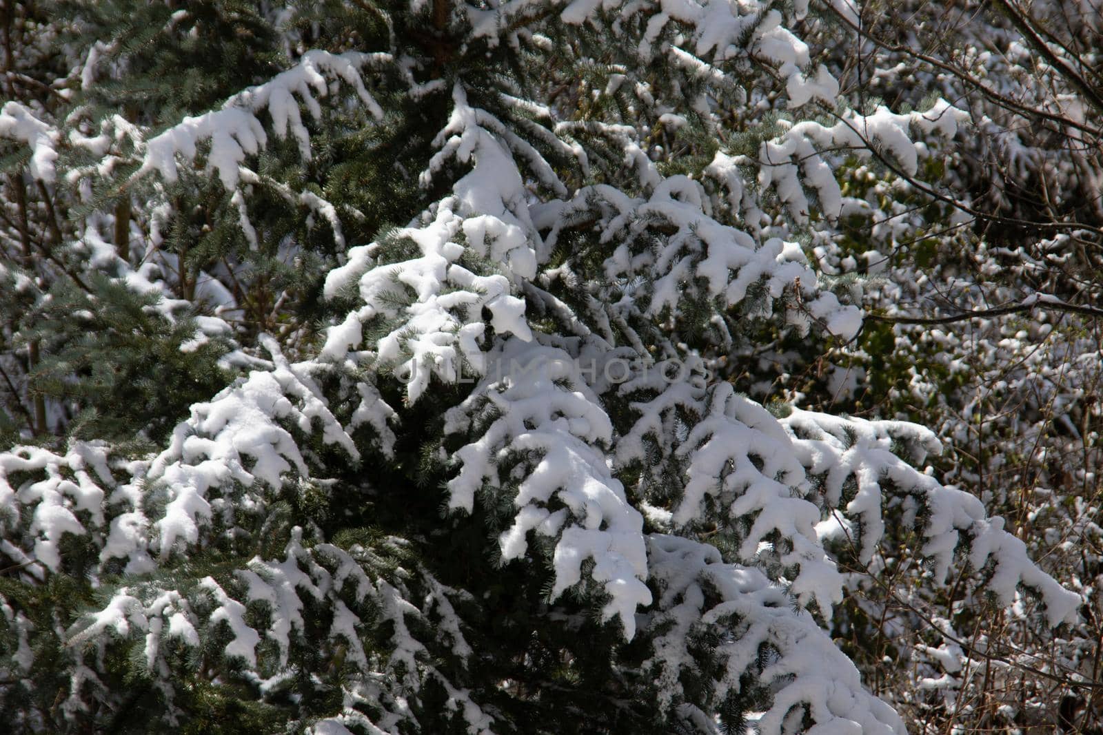 Snow-covered conifers stand in the winter landscape