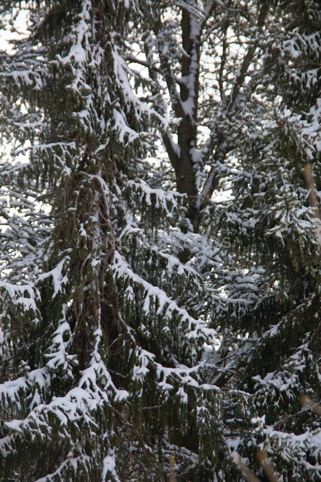 Snow-covered conifers by Dr-Lange