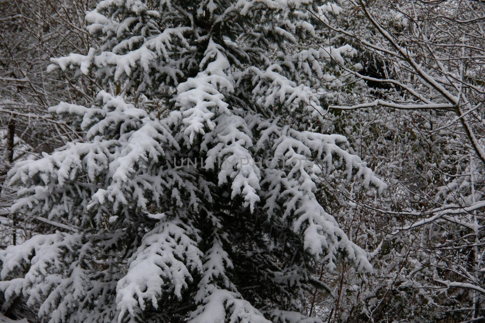 Snow-covered conifers stand in the winter landscape
