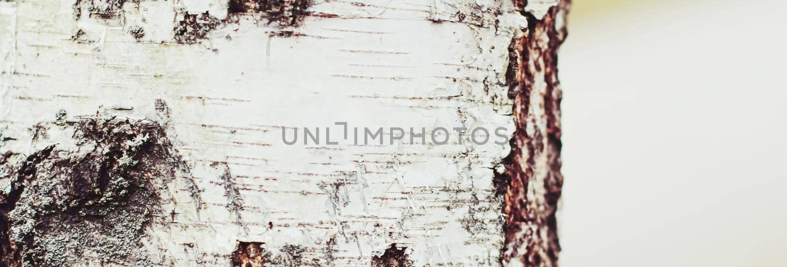 Natural wood, birch tree texture as wooden background, environment and nature by Anneleven