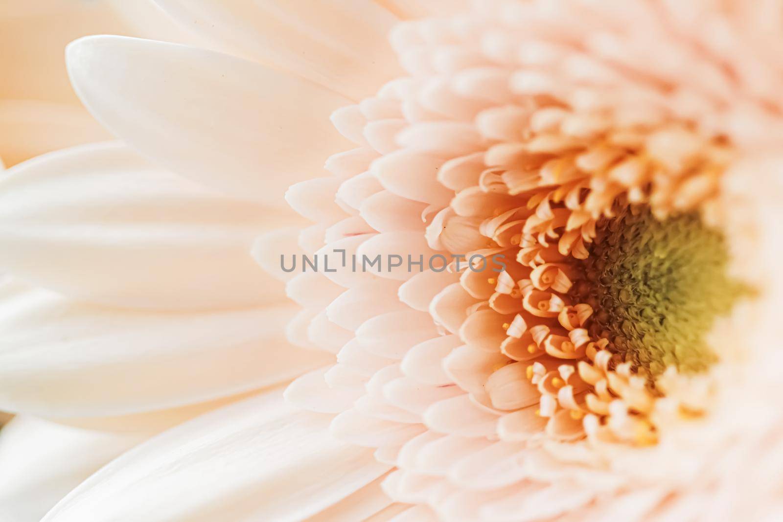 Beauty of a daisy flower, floral art and beauty in nature by Anneleven