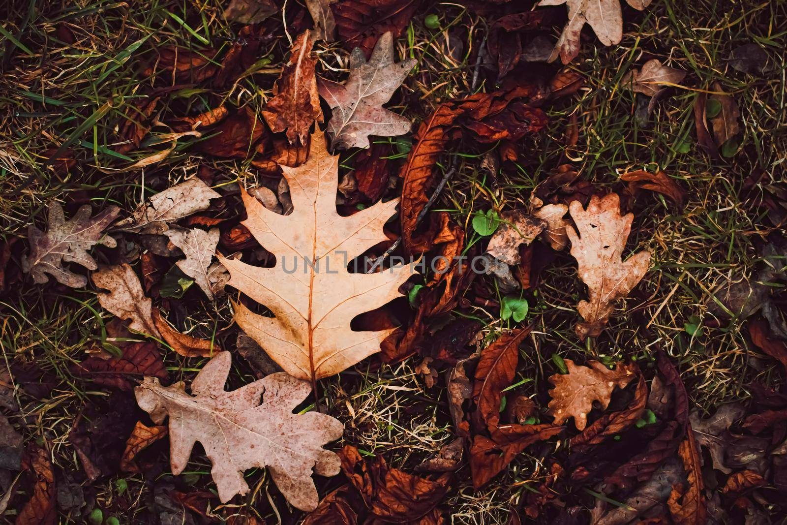 Dry leaves on the ground in autumn, cold weather and fall season by Anneleven
