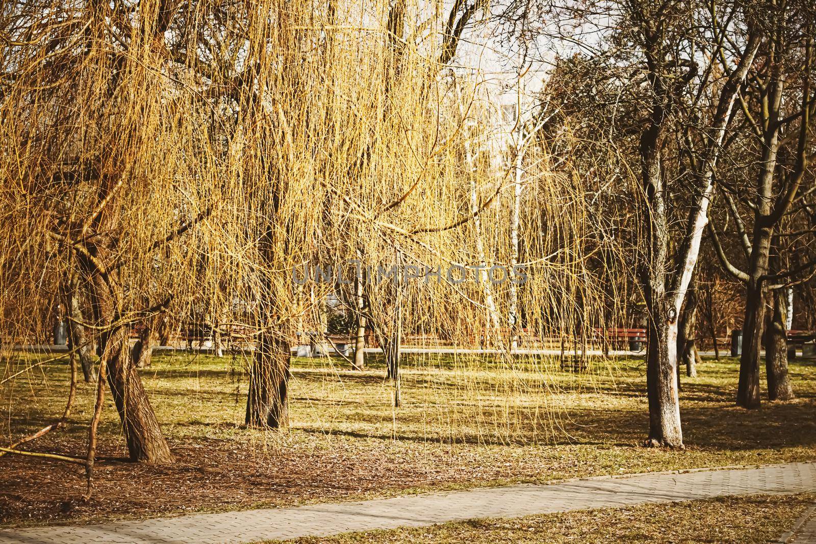 Early spring or autumn nature in park, fall leaves and trees outdoors, beautiful season by Anneleven