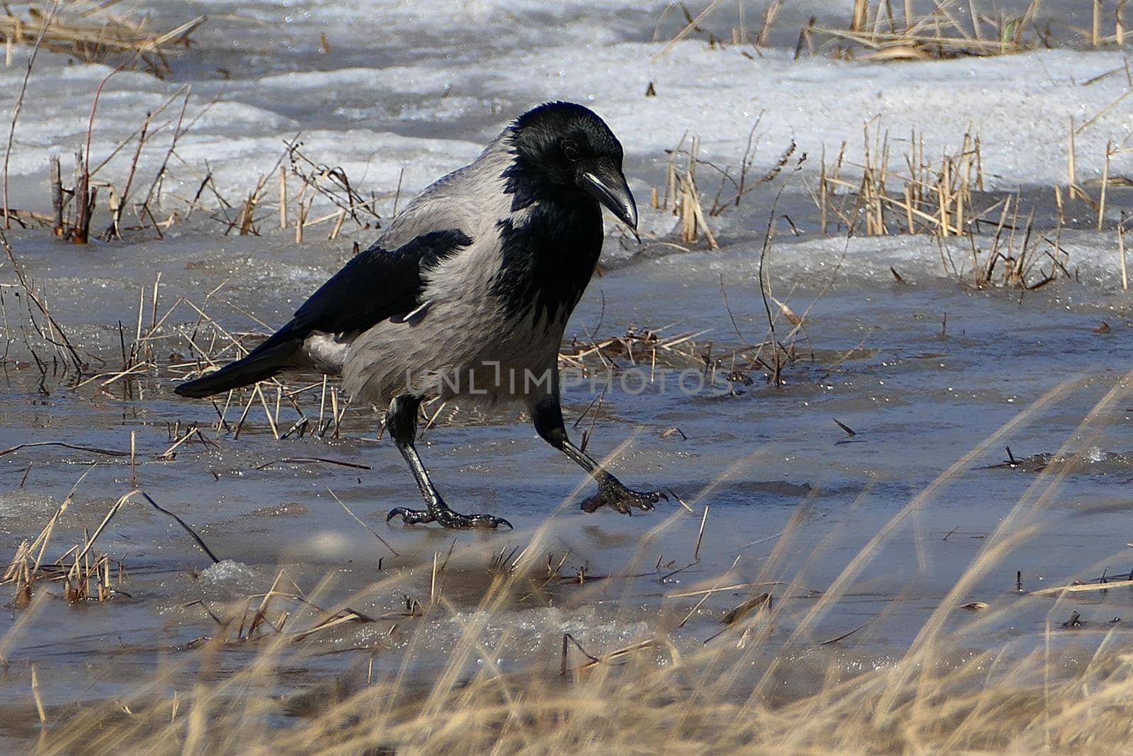 Crow bird in its natural habitat, outdoors in nature. High quality photo