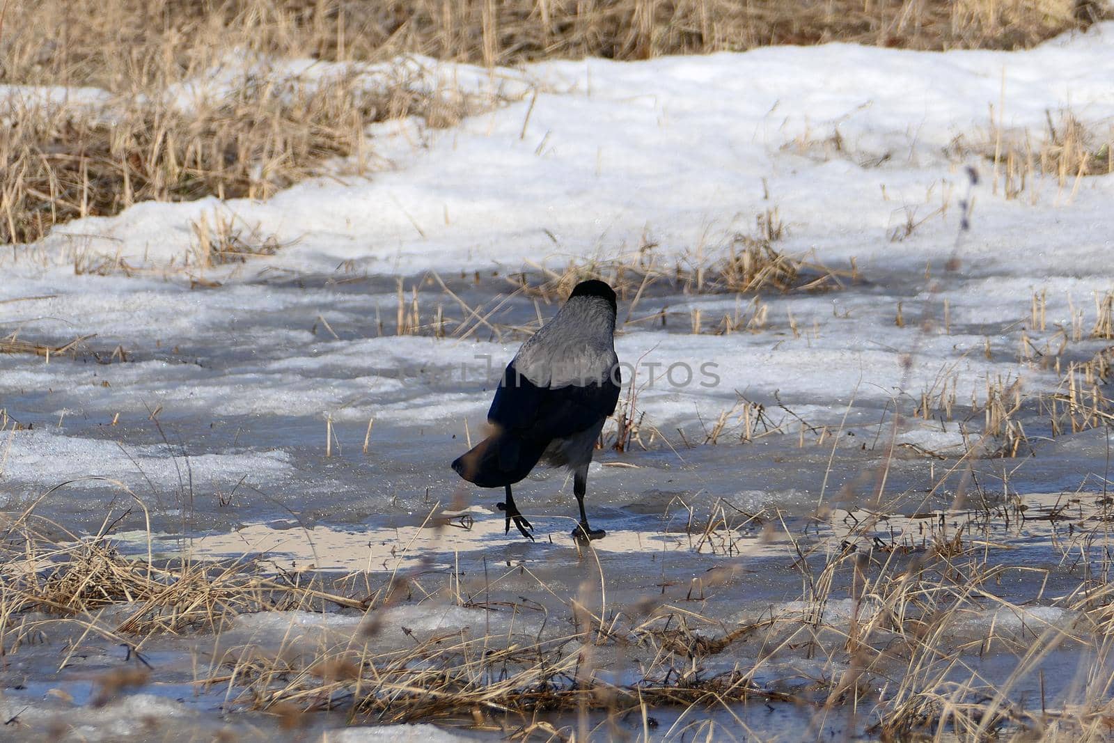 Crow bird in its natural habitat, outdoors in nature. by Olga26