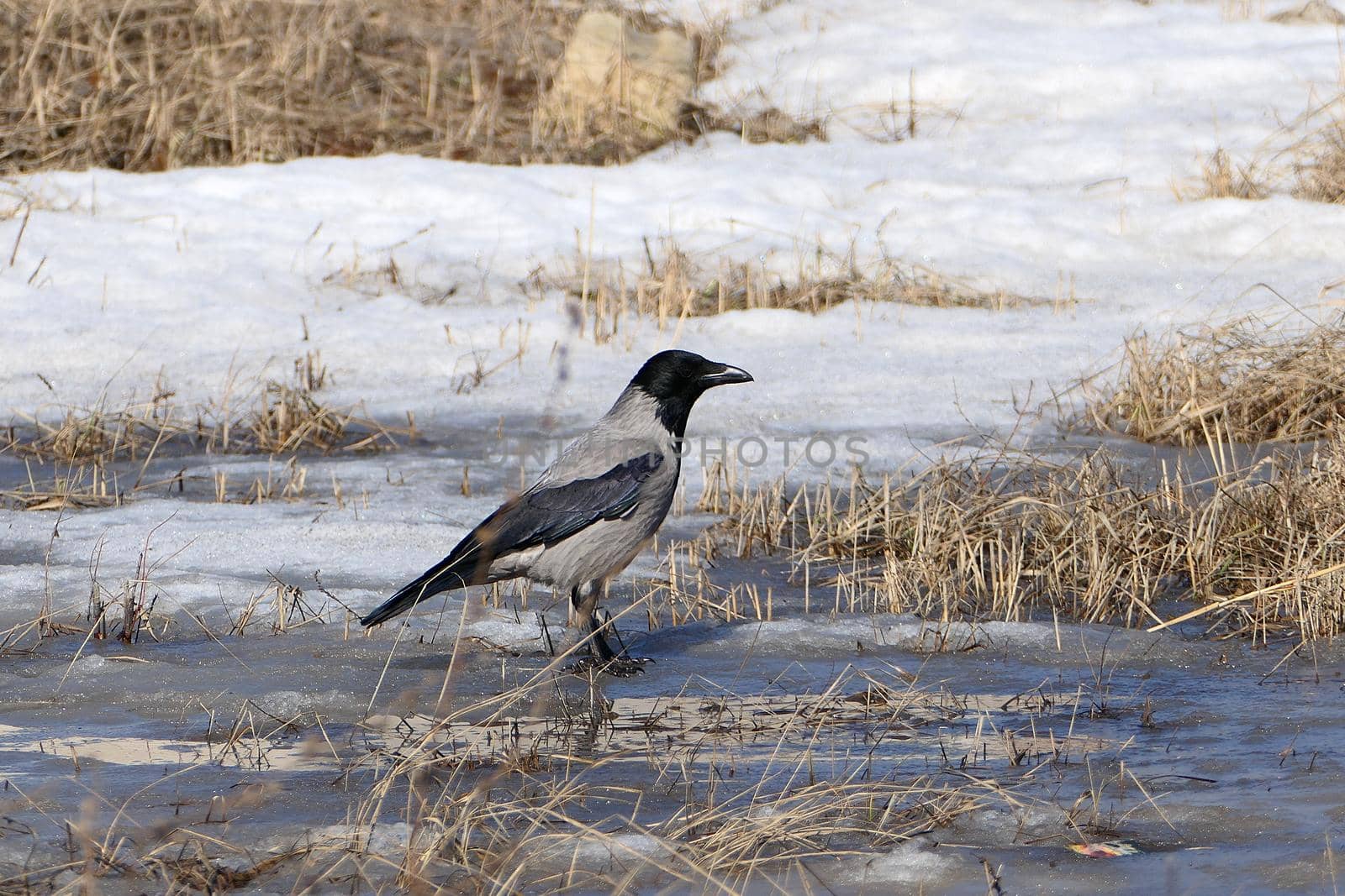 Crow bird in its natural habitat, outdoors in nature. by Olga26