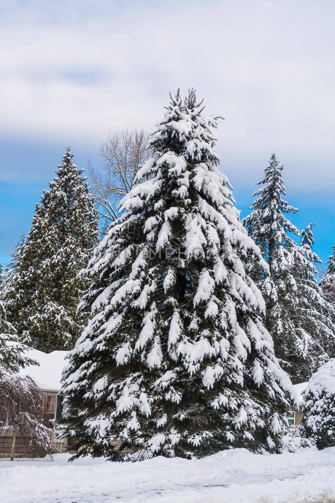 Big fir tree in snow in front of a house on winter season in Canada
