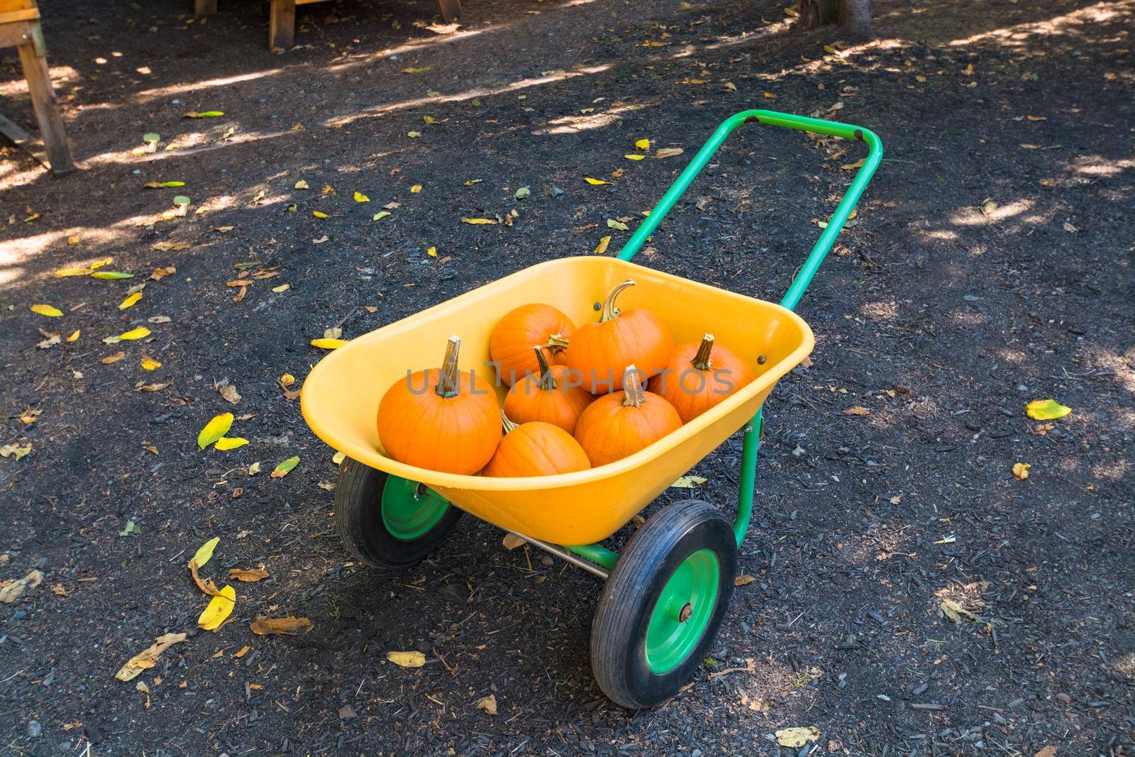 Harvest of orange pumpkins on yellow wheelbarrow
