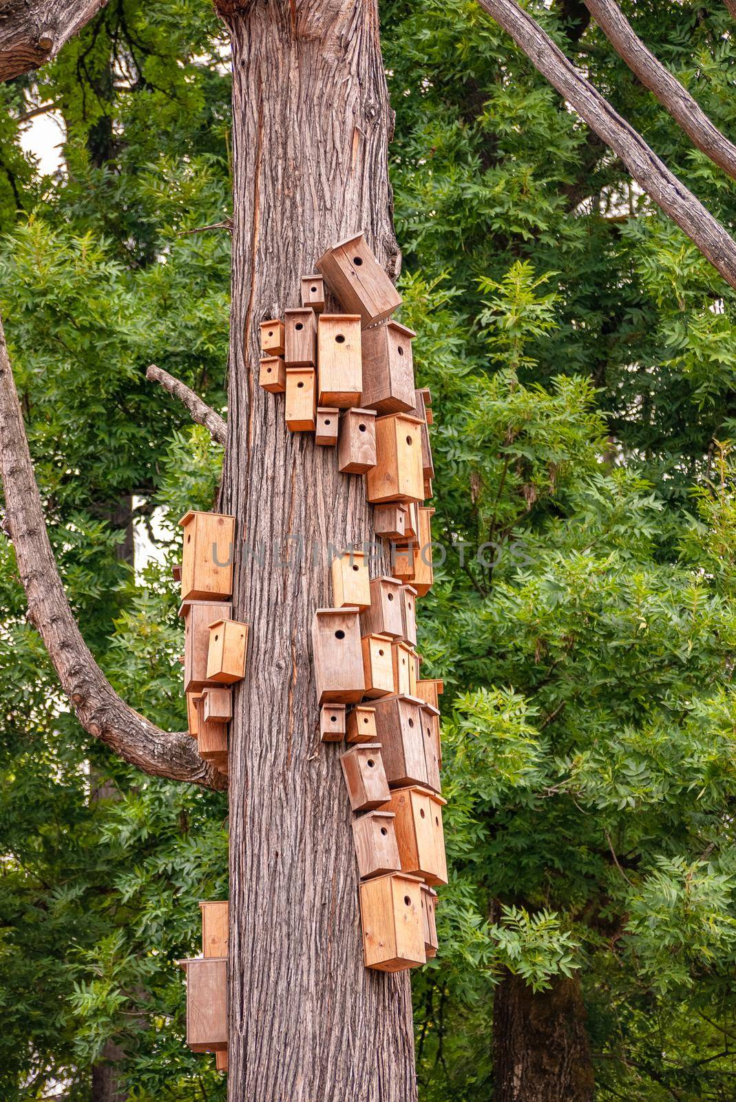 Nesting boxed crowded on cedar tree body. City of birdhouses on tree stem