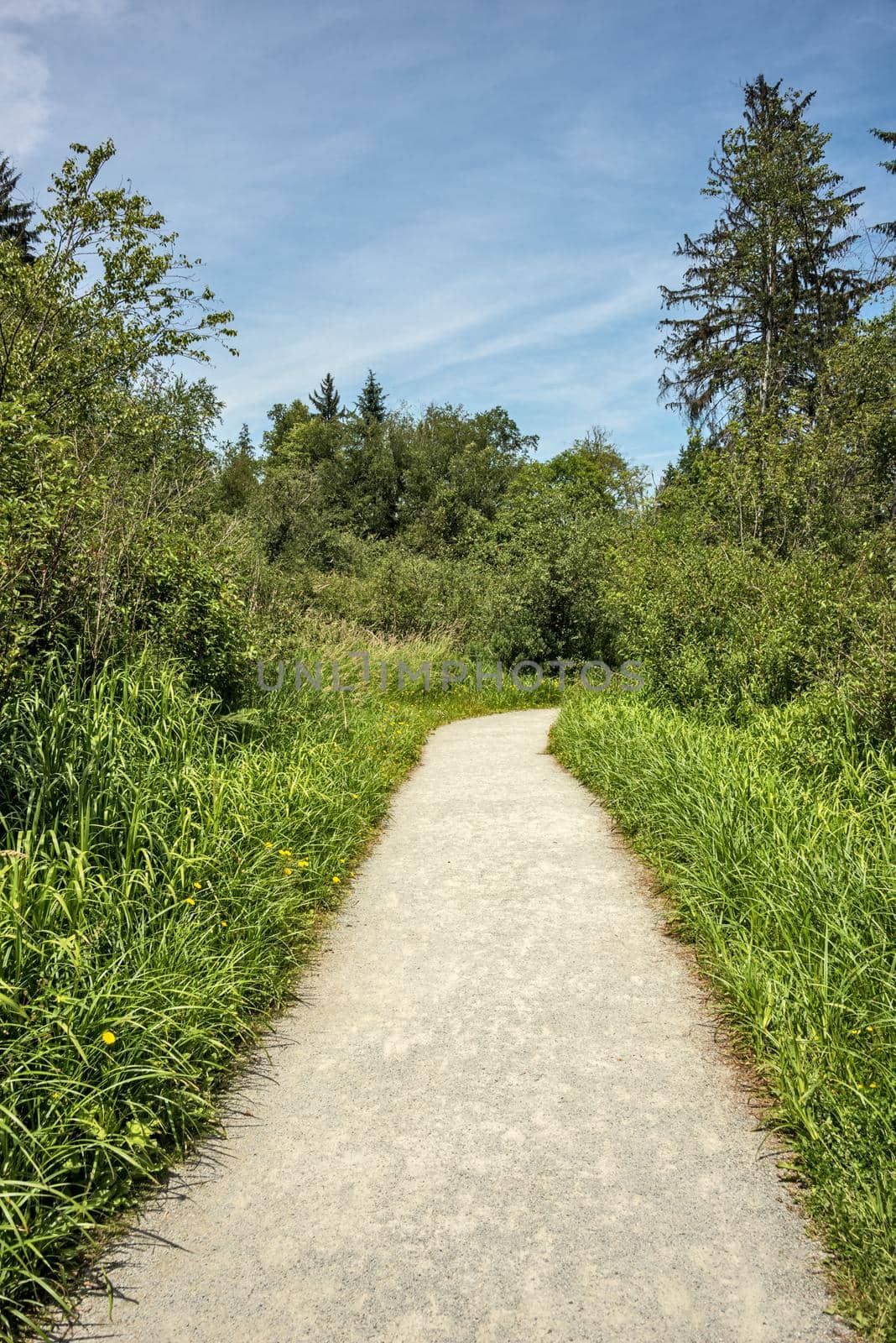 Hiking trail through a forest park on sunny summer day.