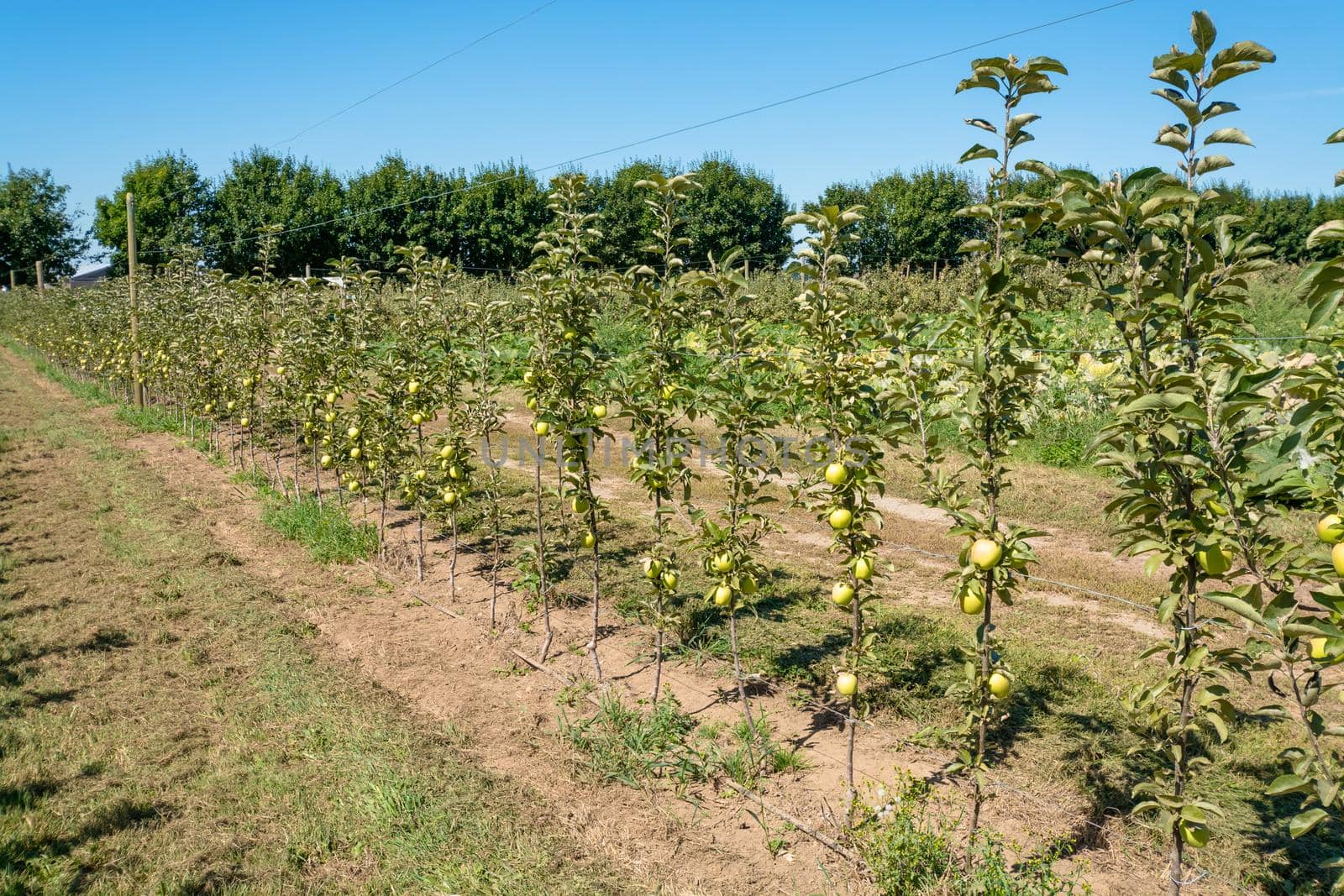 Ripen apples on young trees. Apple harvest in fruit orchard in British Columbia