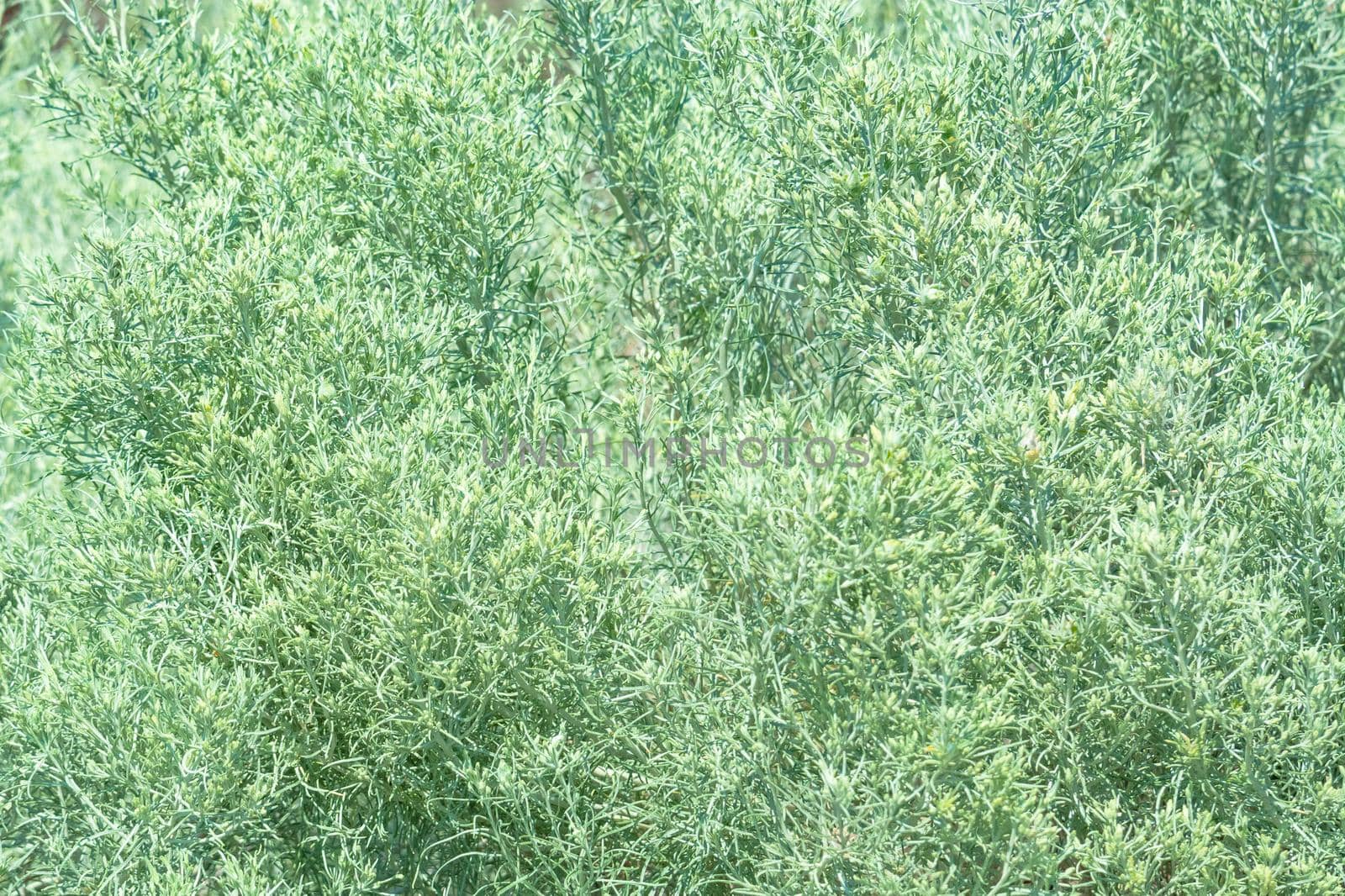 Fresh dry grass background in th middle of sunny day