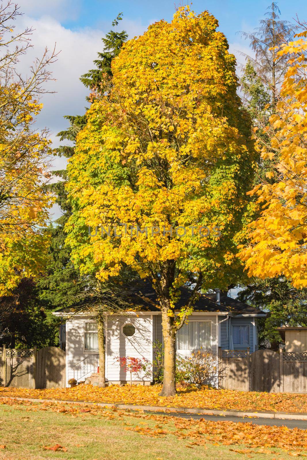 Residential house and colorful tree in the fall
