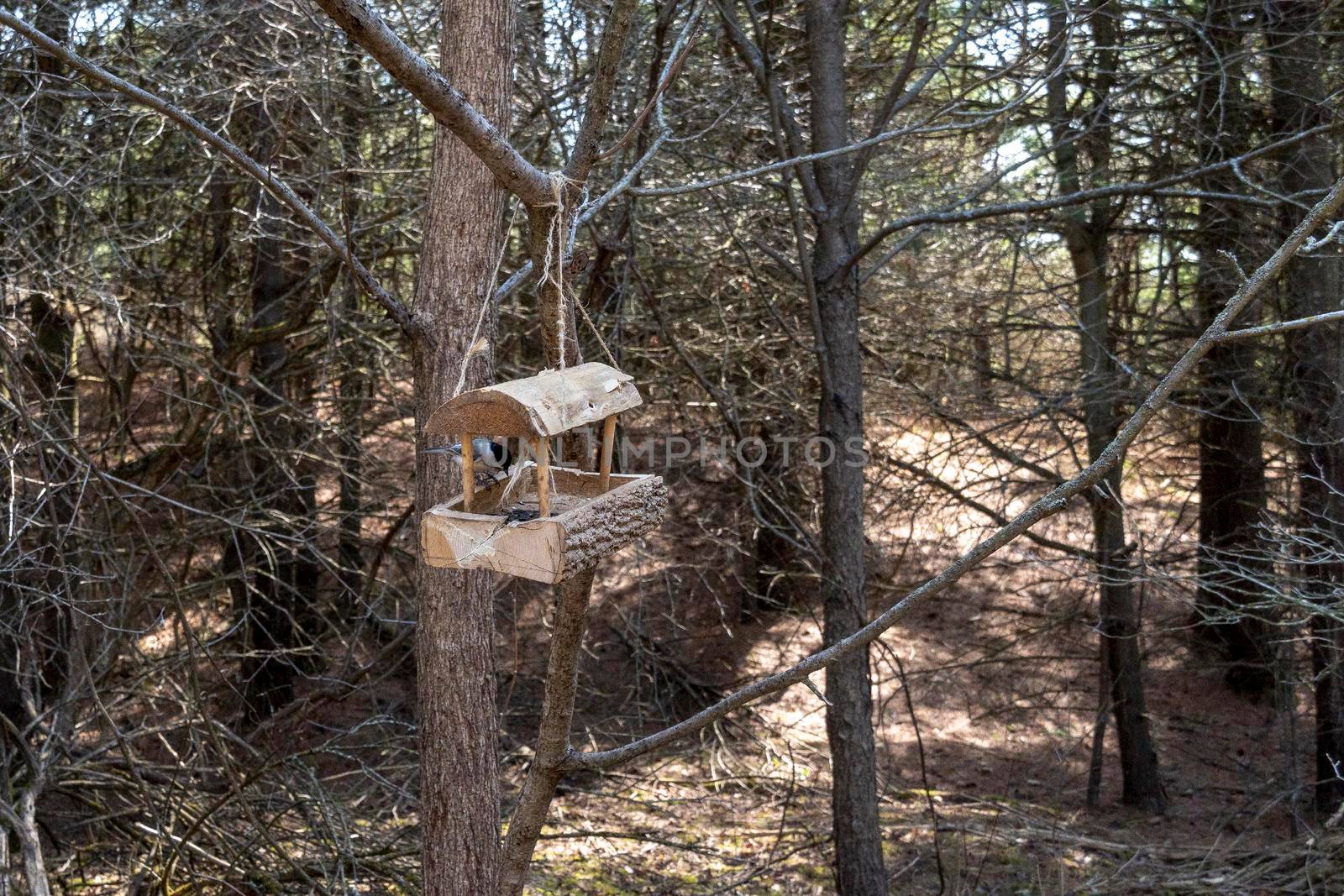 Wooden bird feeder with food hanging from a tree in a spring forest