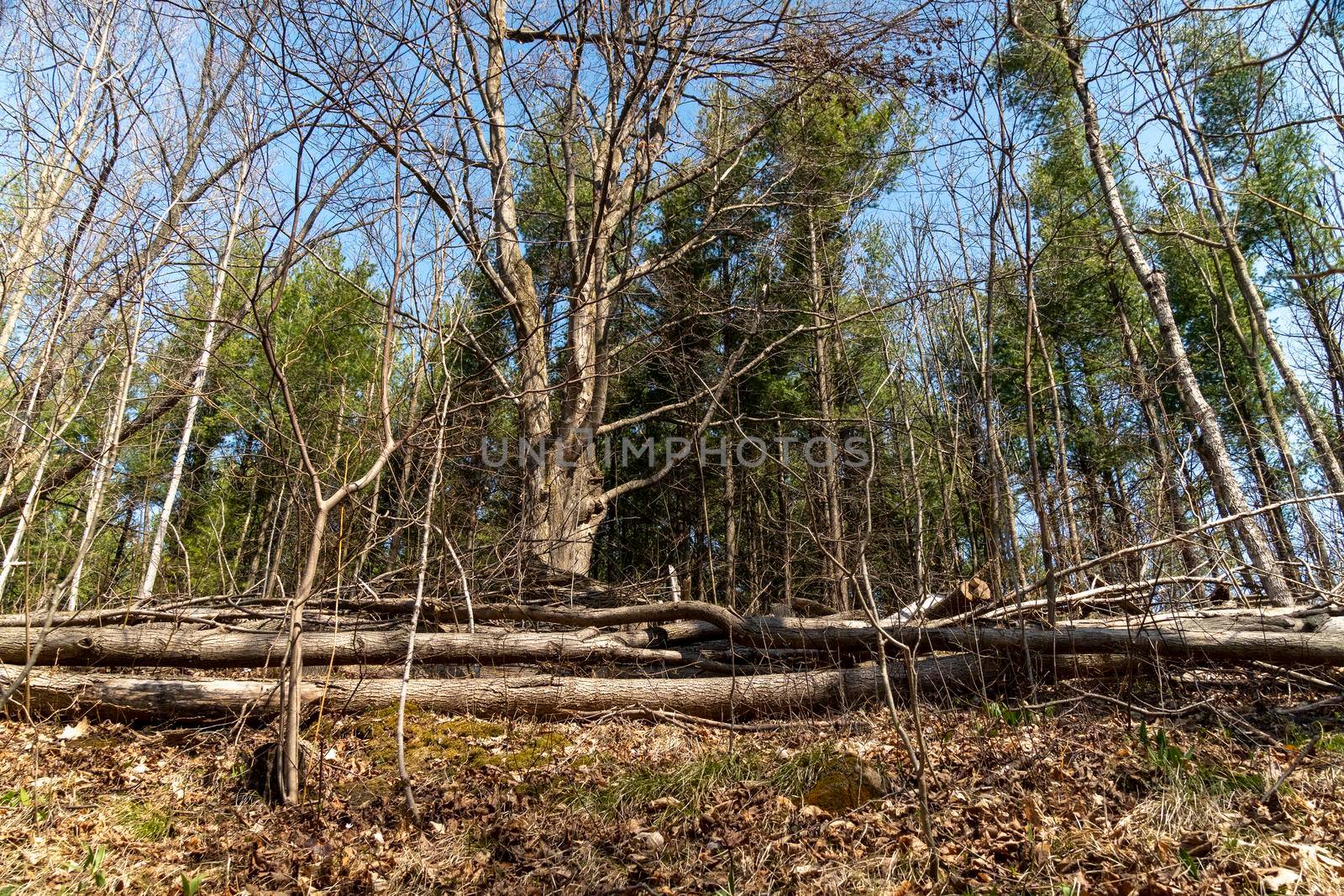 Dry fallen trees lie on a slope at the edge of the forest