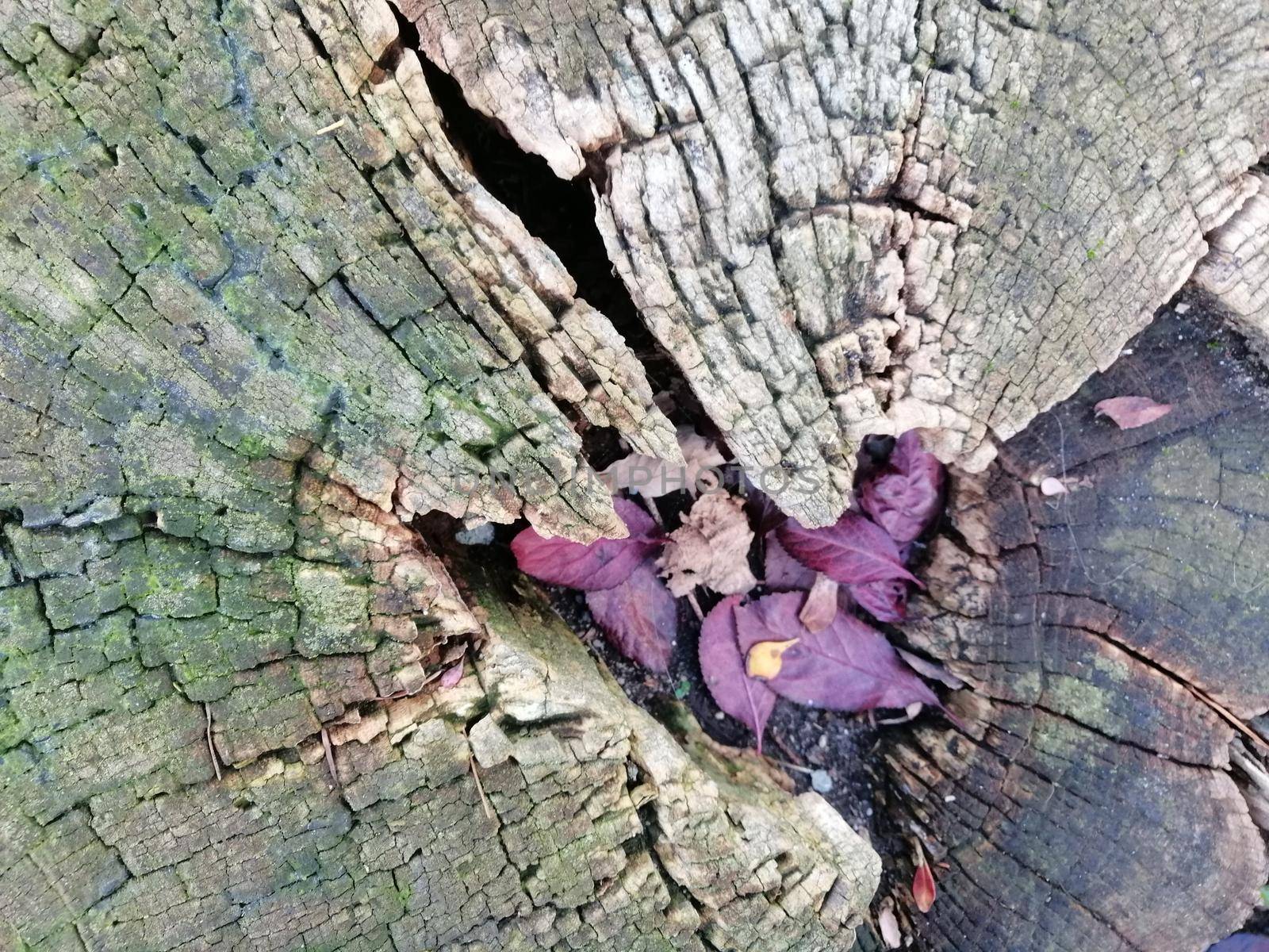 Close up of tree trunk with healed wound and hard texture