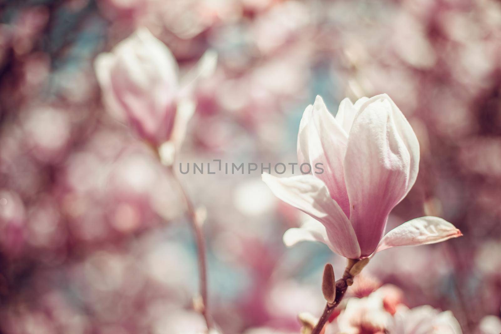 pink flowering magnolia trees in spring.