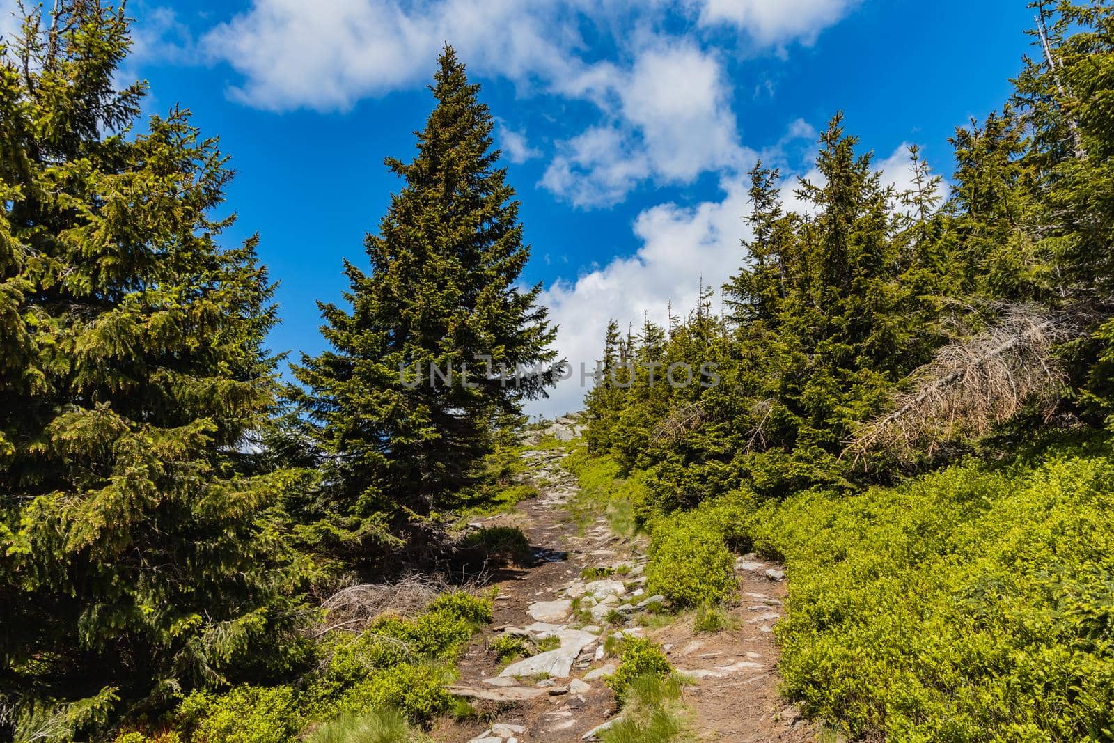 Long mountain trail with panorama if Karkonosze Giant Mountains around by Wierzchu