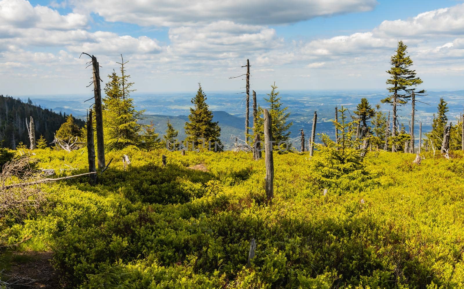 Small glade with few fallen trees in Giant Mountains